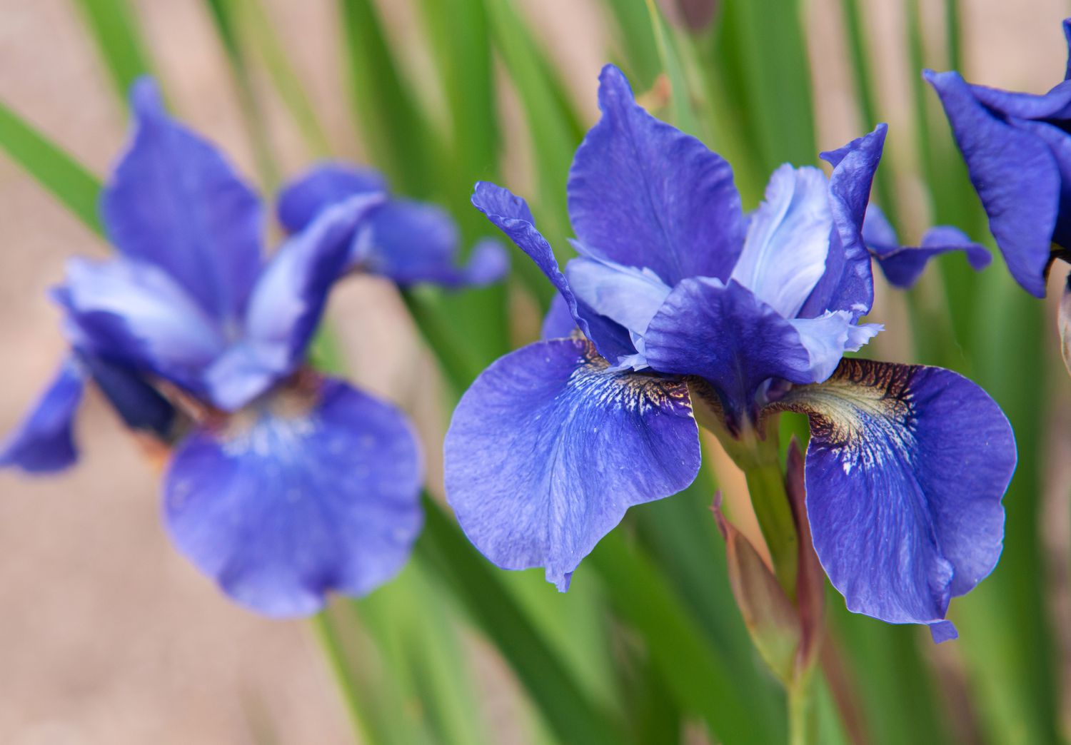 Comment cultiver et prendre soin de l’iris de Sibérie