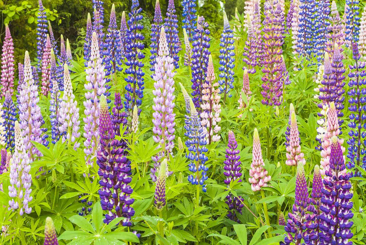 Blühende Lupine