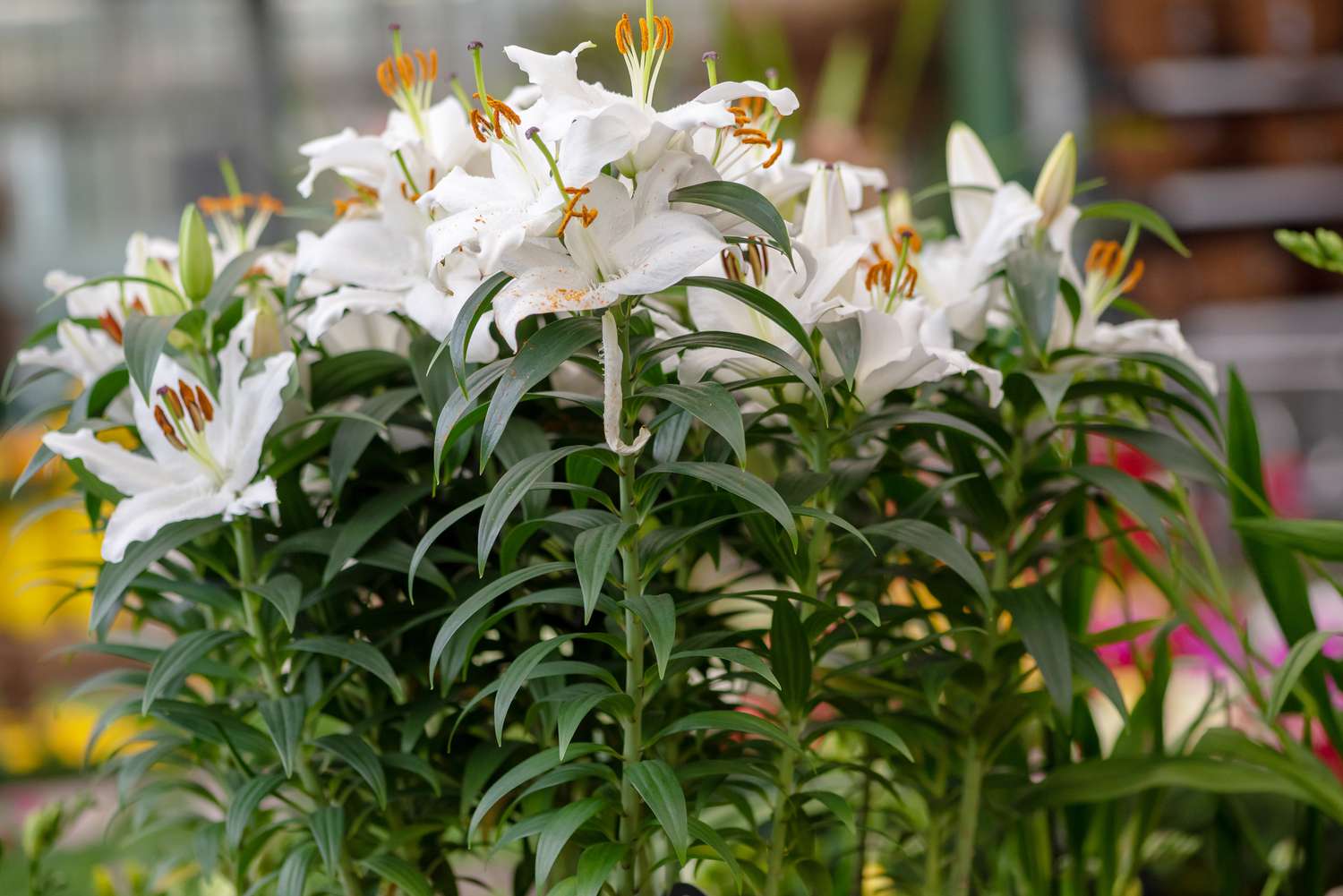 Casa-Blanca-Lilie mit weißen Blüten auf hohen Stielen 