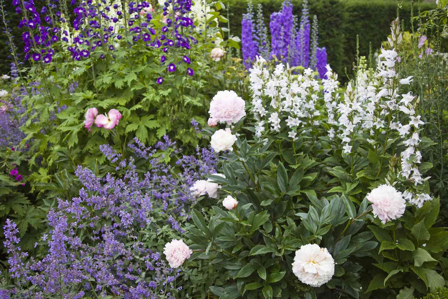 Blumen in einem Garten