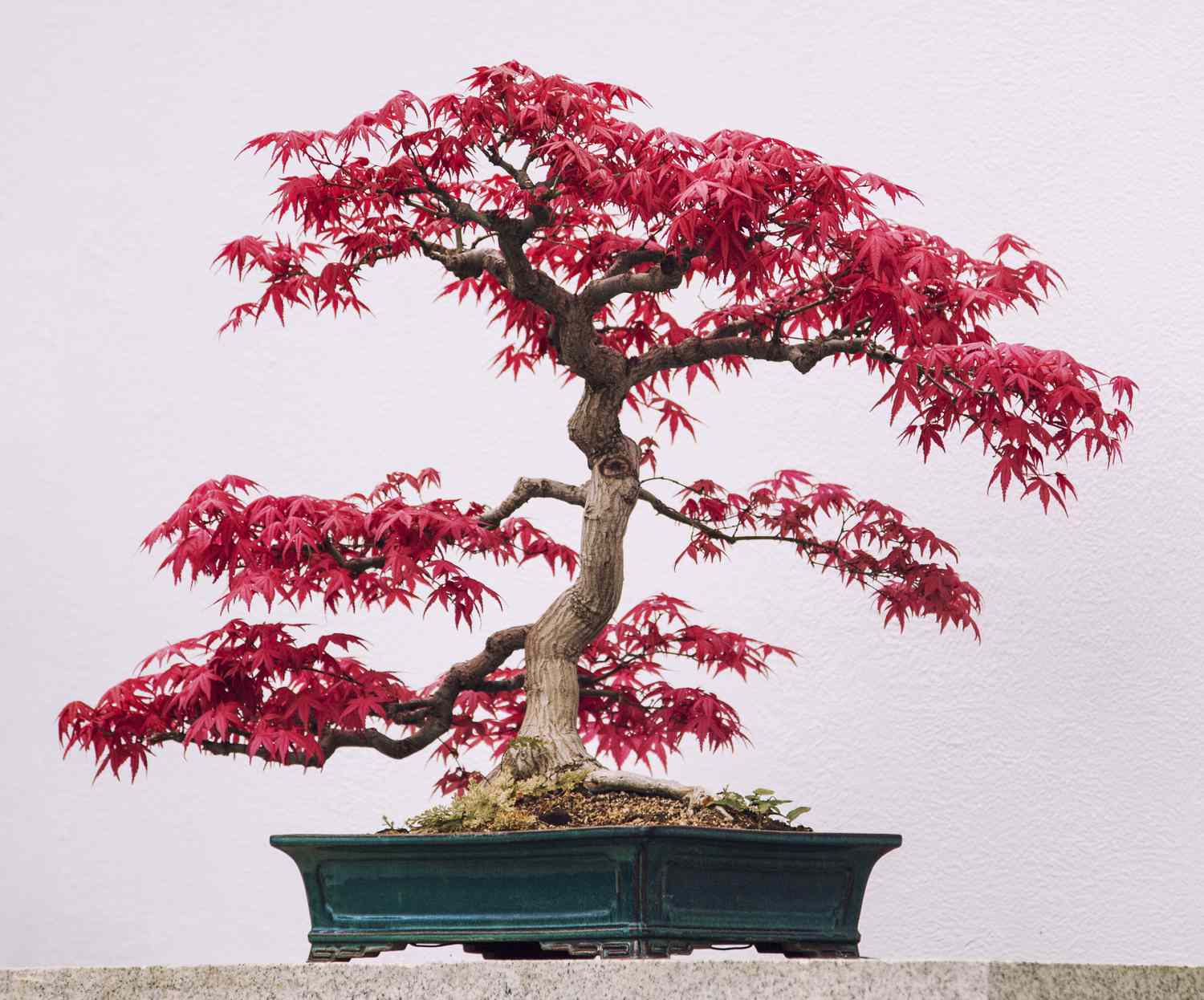 Das leuchtend rote Laub des japanischen Ahorn-Bonsai-Baums hebt sich von seinem türkisfarbenen Topf und dem blassrosa Hintergrund ab.
