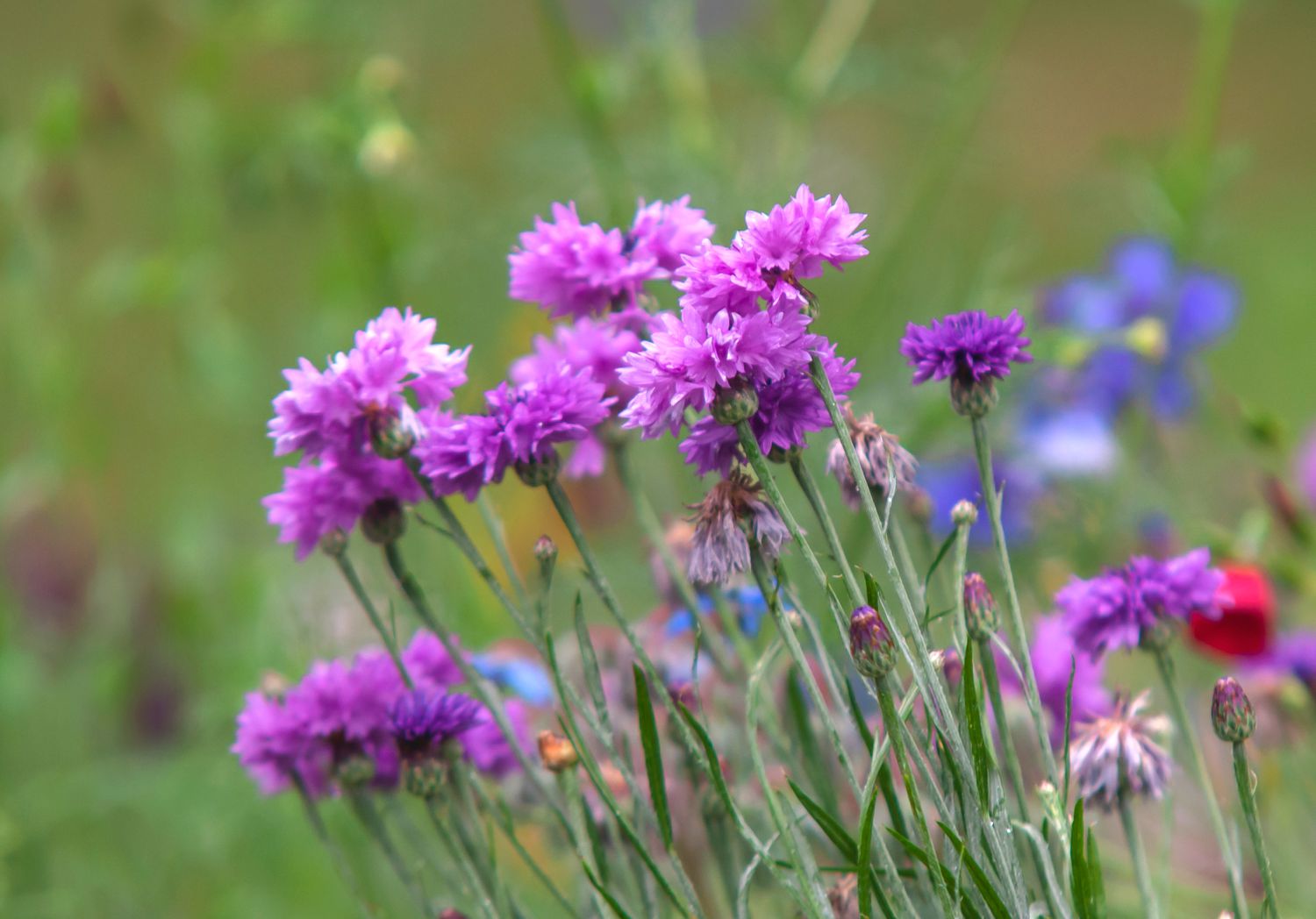 Hastes de centáurea com flores rosa-púrpura no jardim