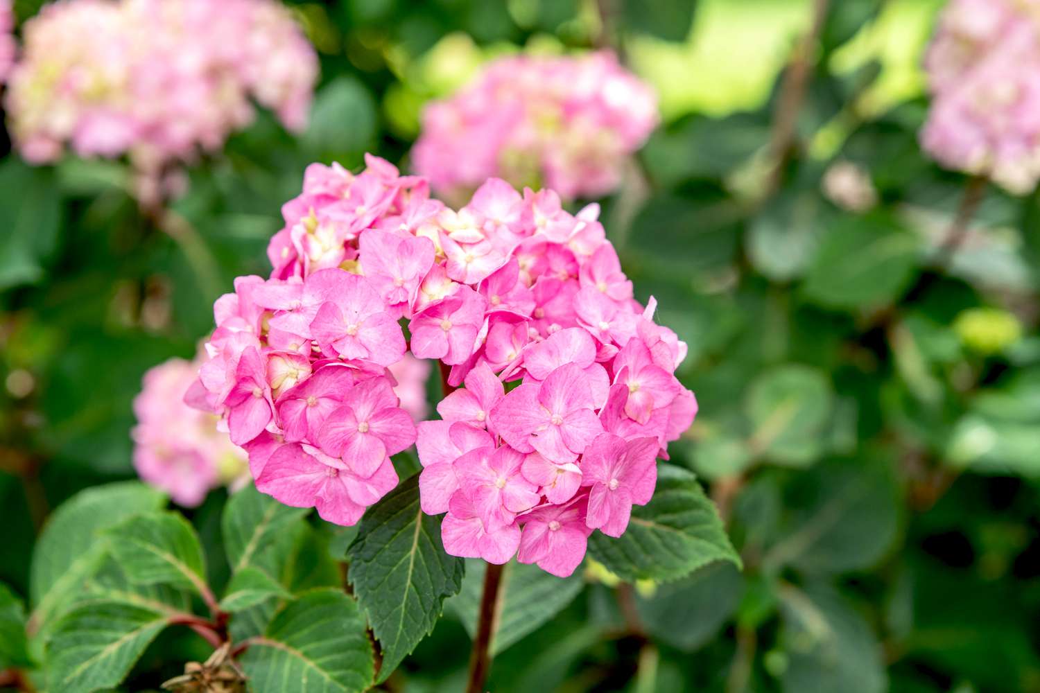 Anbau und Pflege von BloomStruck Hydrangea