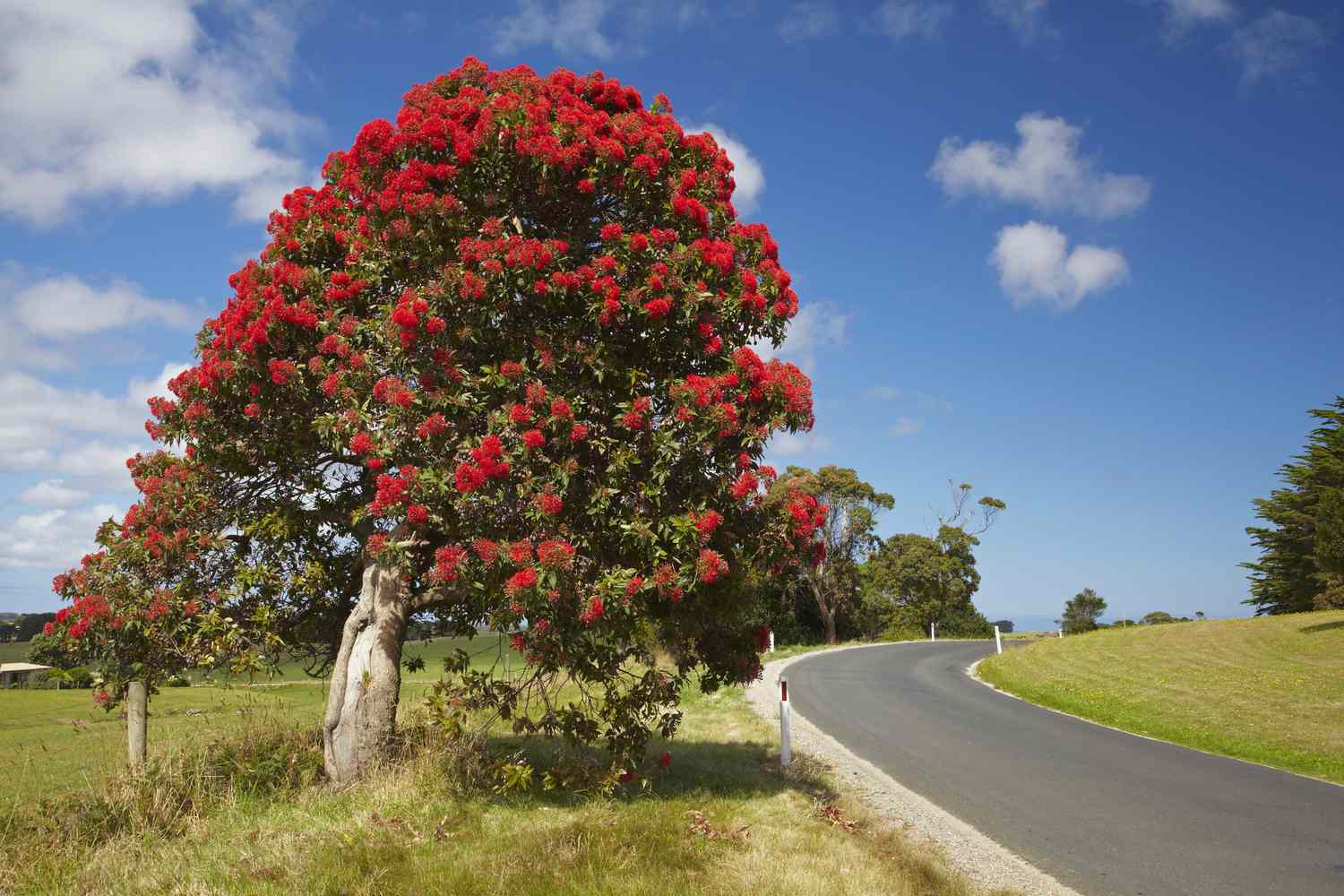 Rot blühender Eukalyptusbaum mit roten Blüten und grünen Blättern