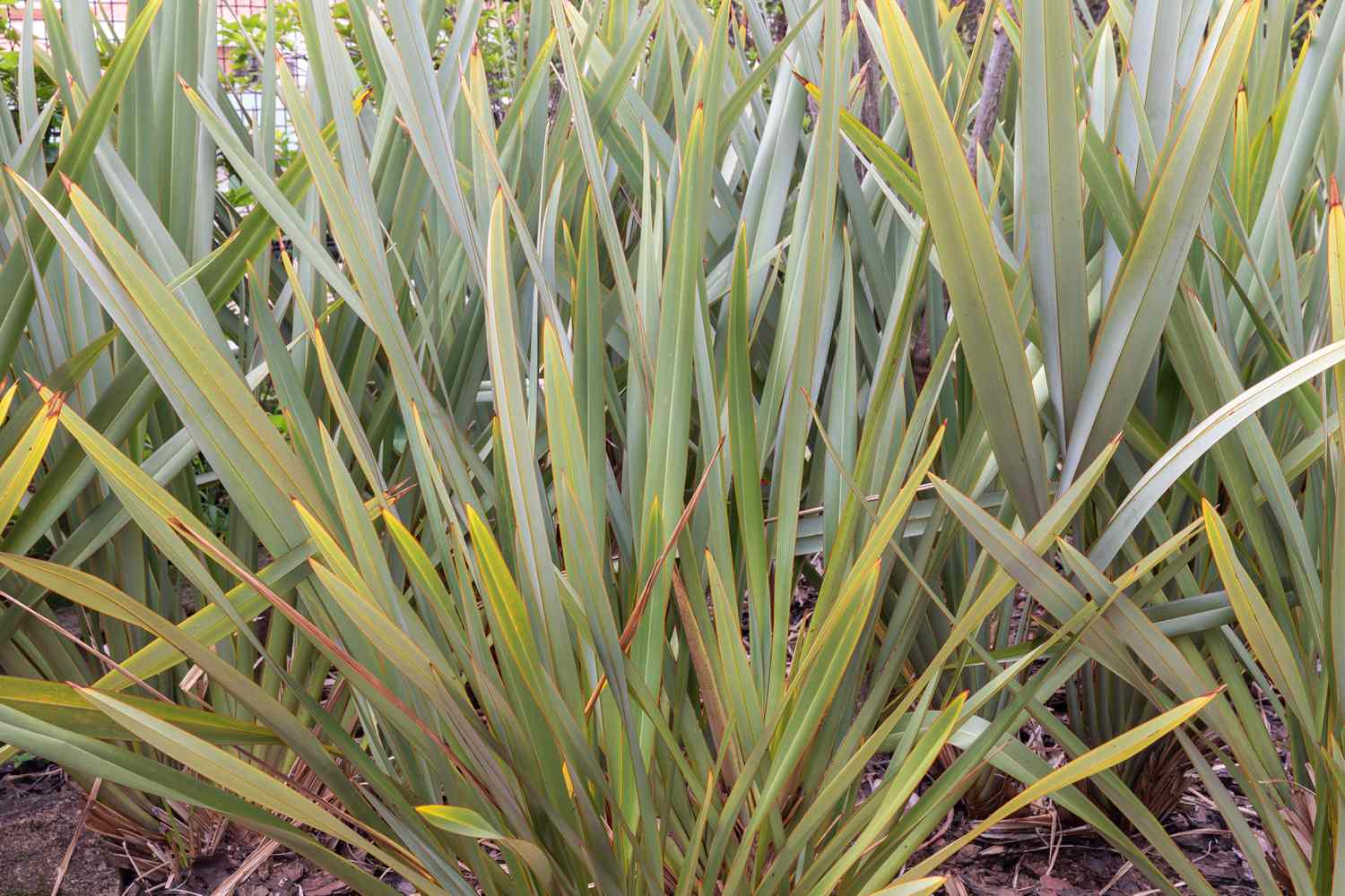 frontal view of New Zealand flax