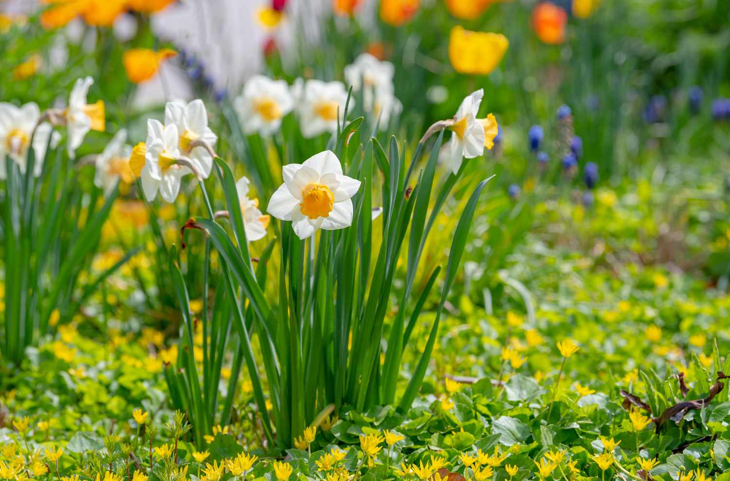 Narzissenblüten mit weißen und gelben Blüten im Garten