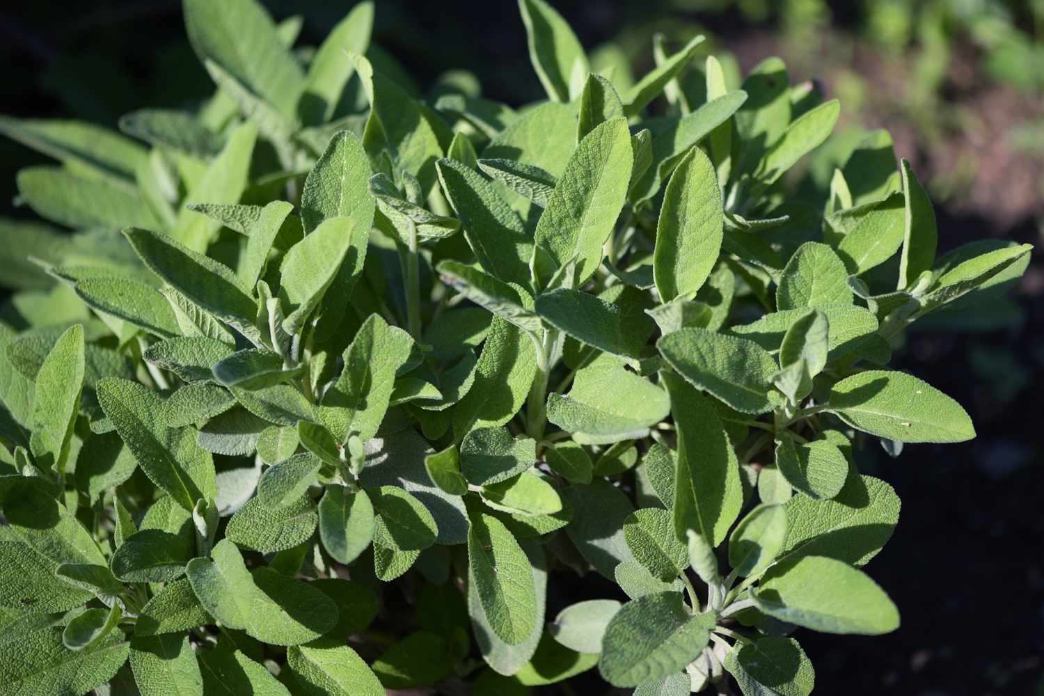 Sage plant with oval leaves clustered in sunlight