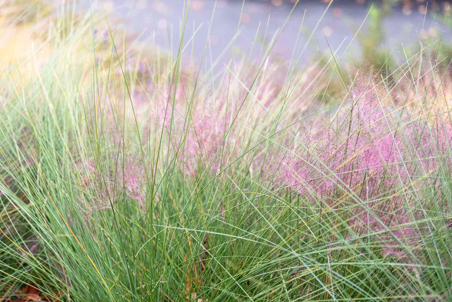 Herbe à muhly rose avec des brins agglutinés devant des fleurs floues roses