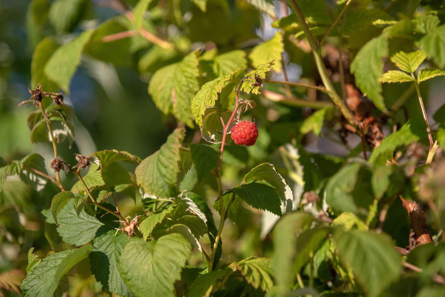 Wilder Himbeerstrauch mit rosa Früchten, die im Sonnenlicht hängen