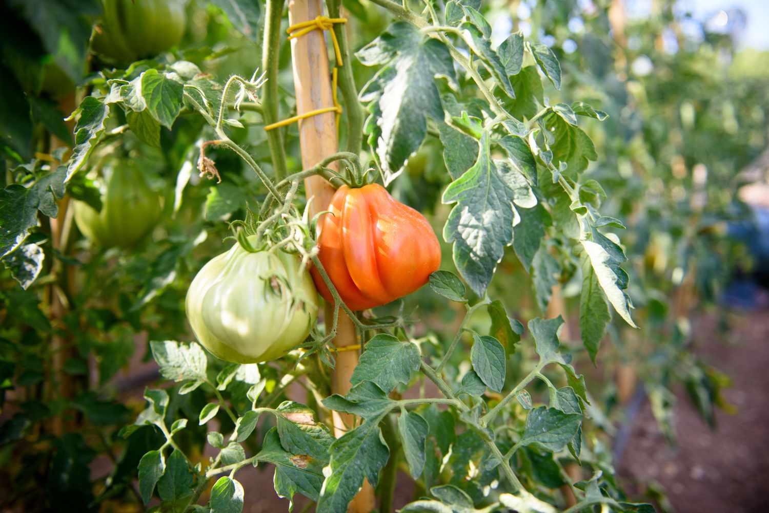 Plantas de tomate reliquia