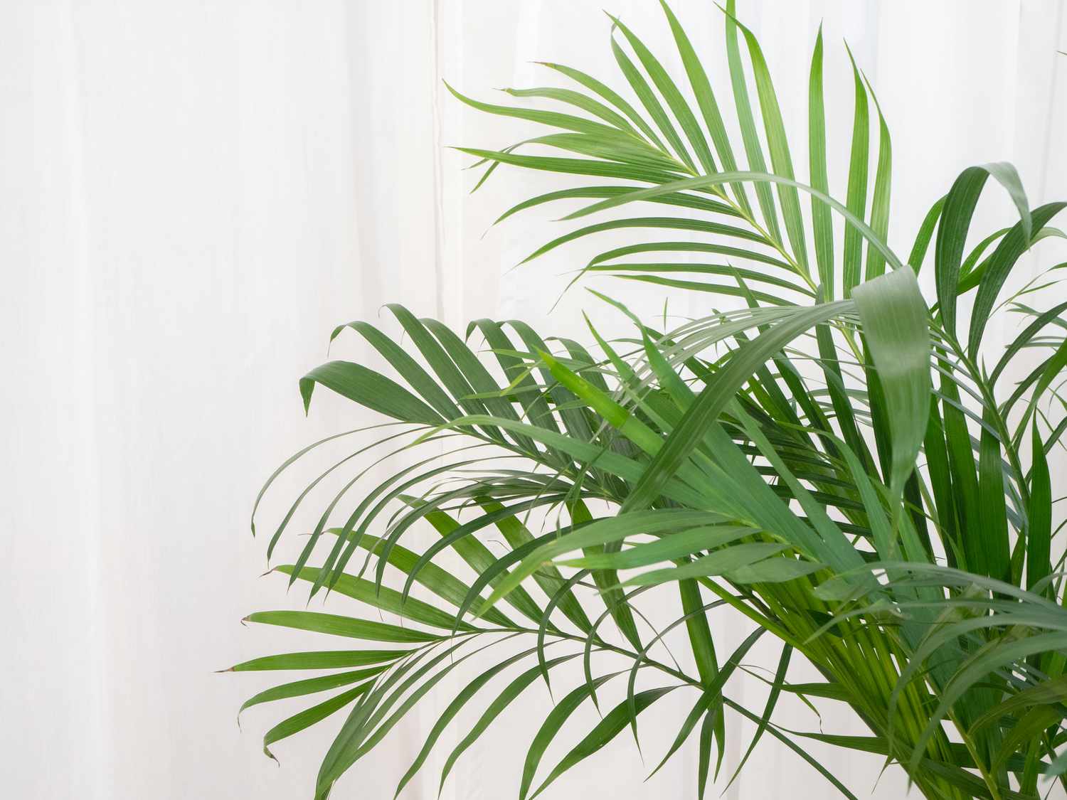 8 tipos de plantas de palmeira para cultivar em ambientes internos