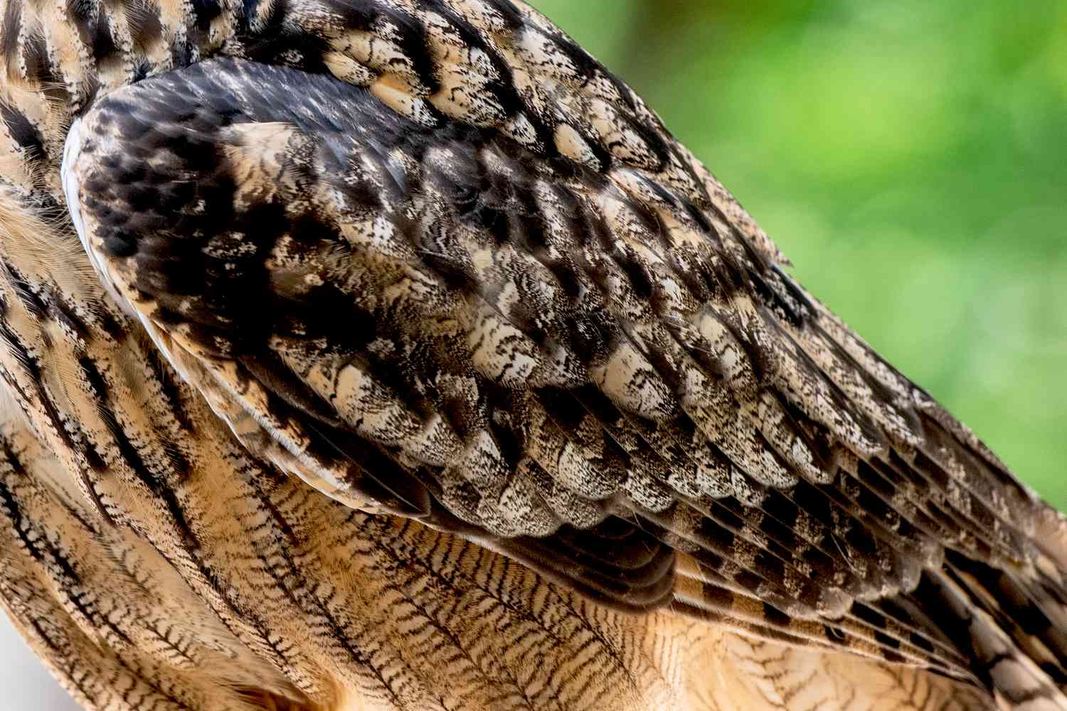 Steinkauzflügel mit braunen und schwarzen Federn
