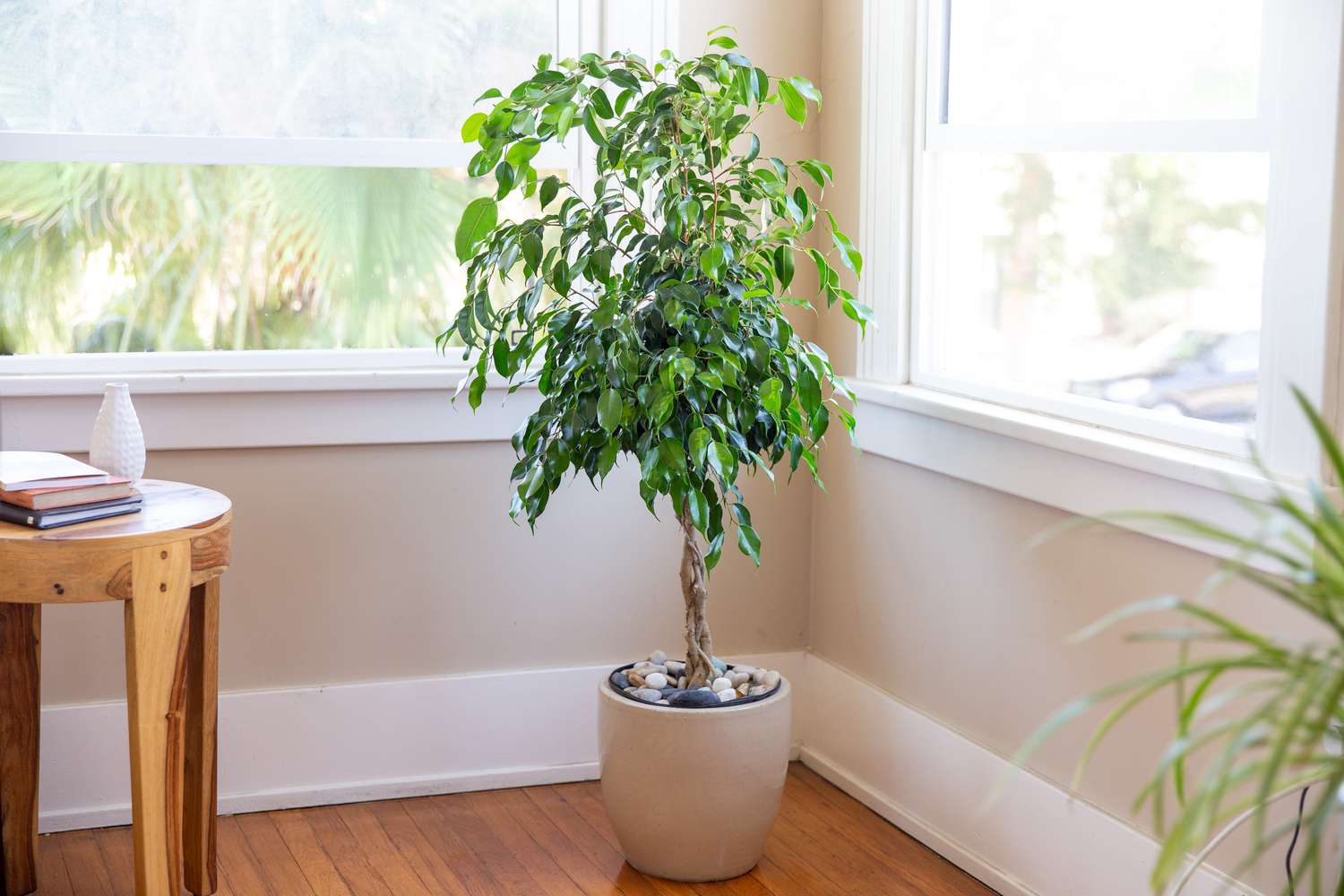 Trauerfeige (Ficus Benjamina): Anleitung zur Pflanzenpflege und -aufzucht