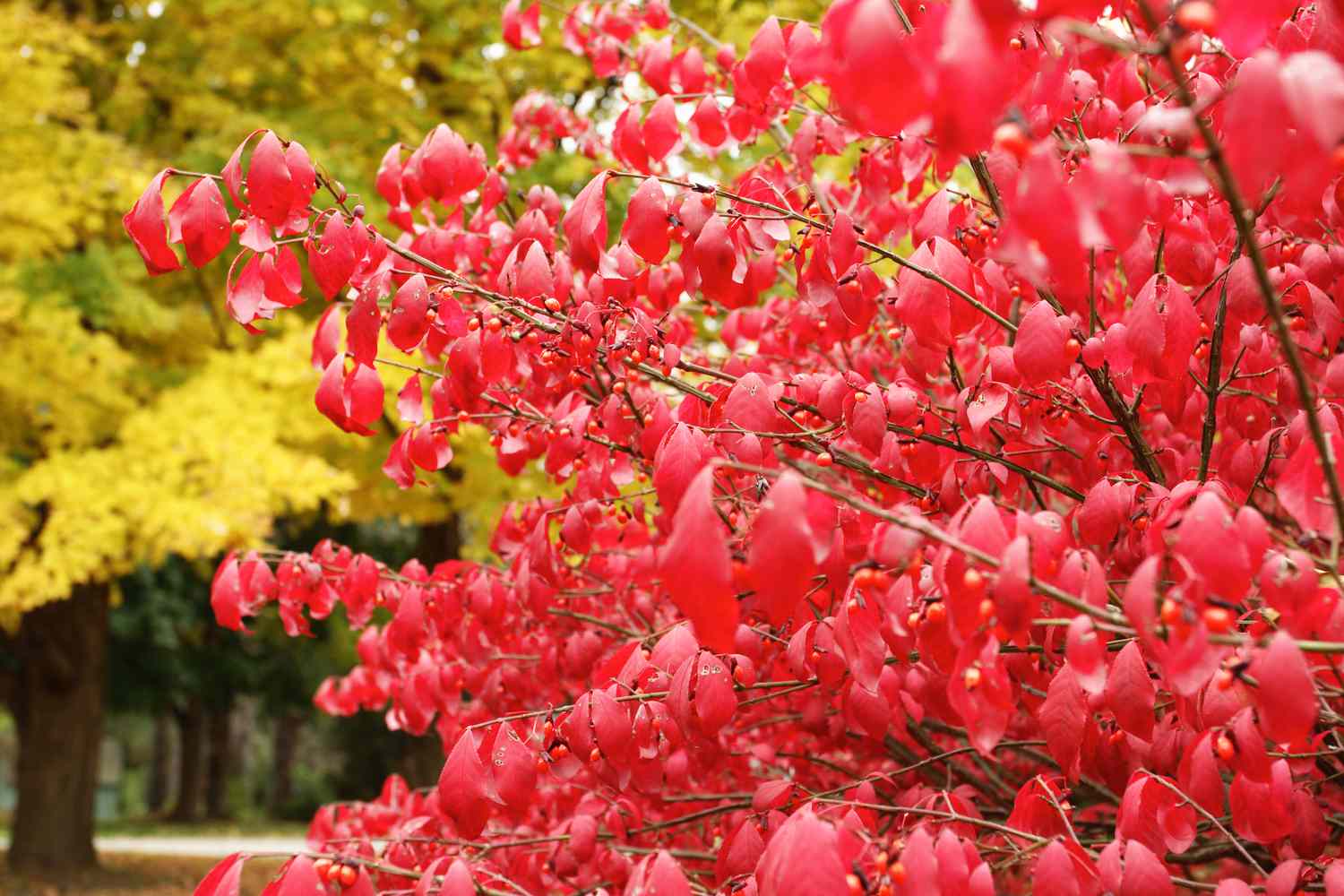 Herbstlicher brennender Busch