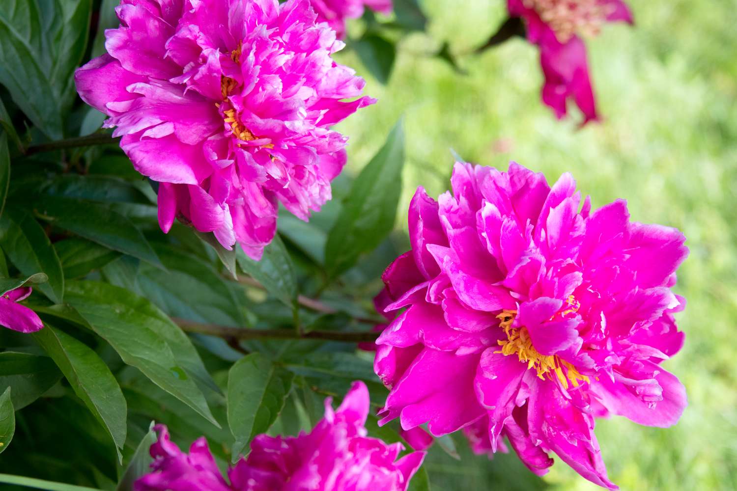 Pfingstrosenblüten mit flauschigen rosa Blütenblättern am Strauch