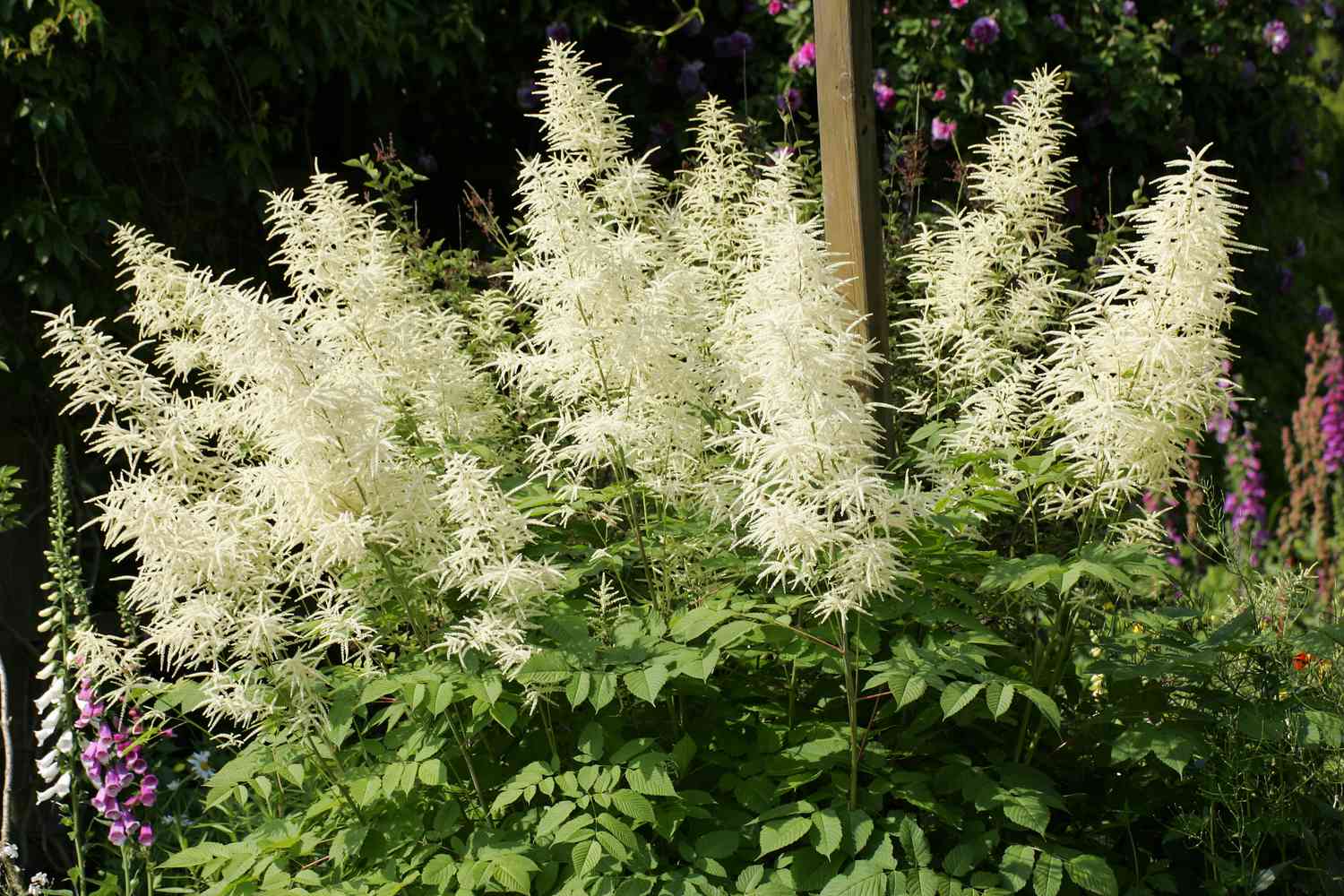 Barba de cabra florida (Aruncus dioicus)