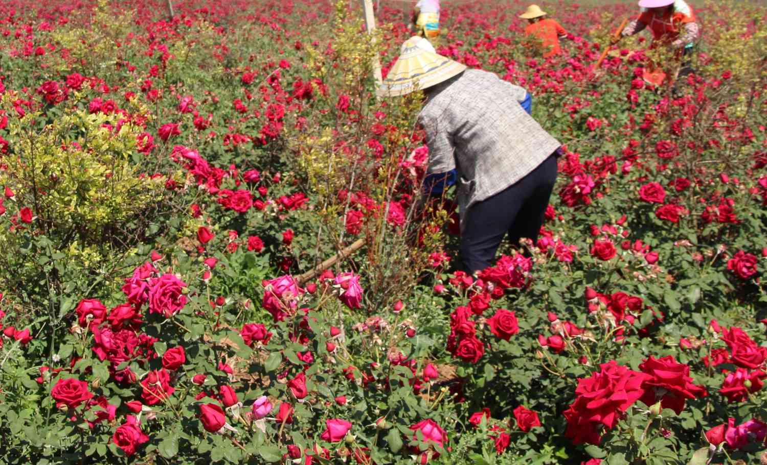 Fazenda de rosas na China