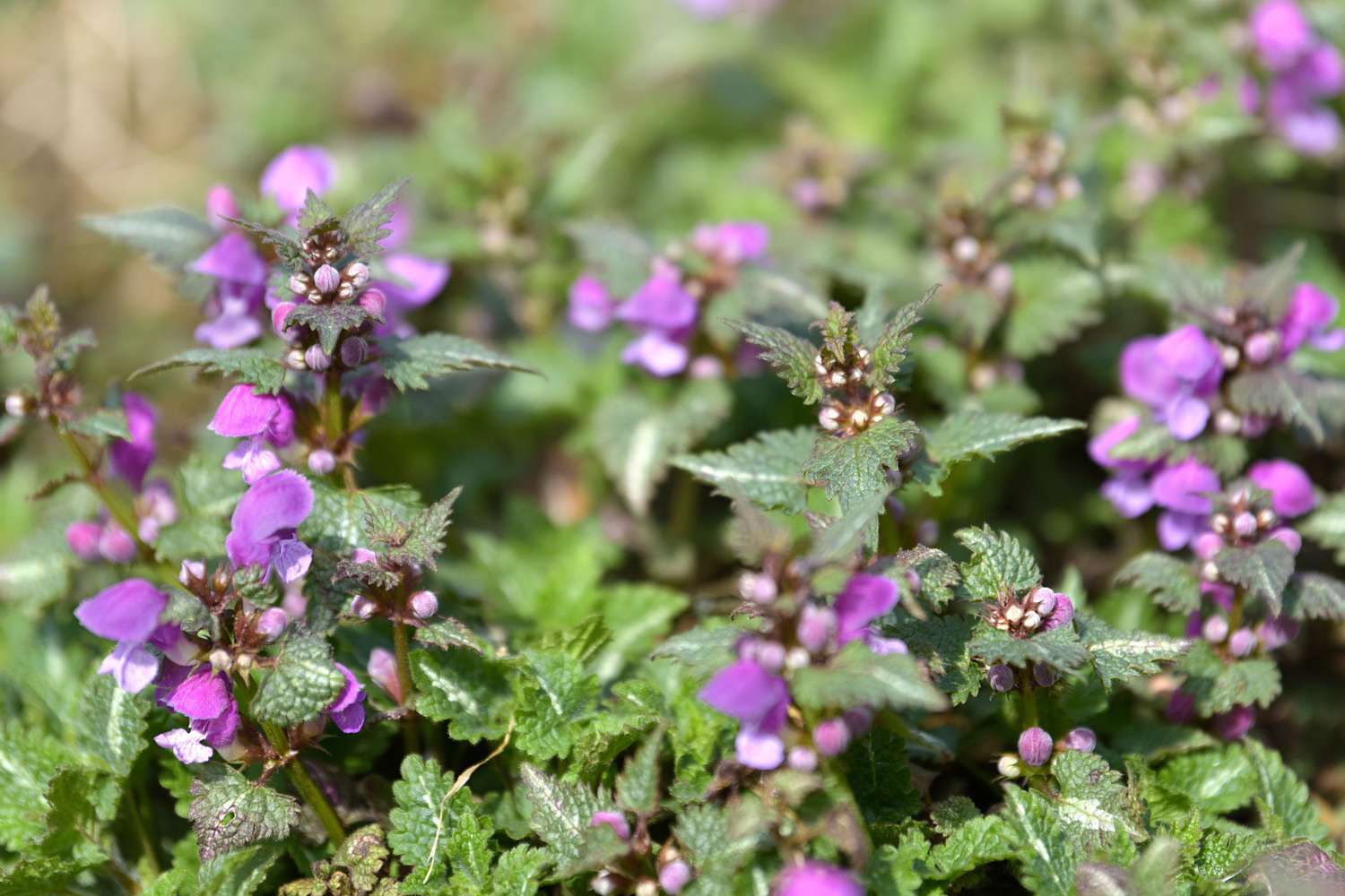 Lamium maculatum