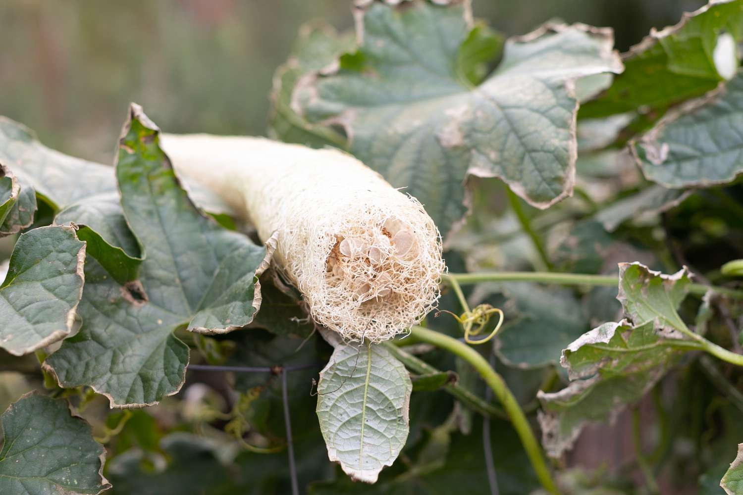 Luffa plant with rolled fibers on dark green leaves
