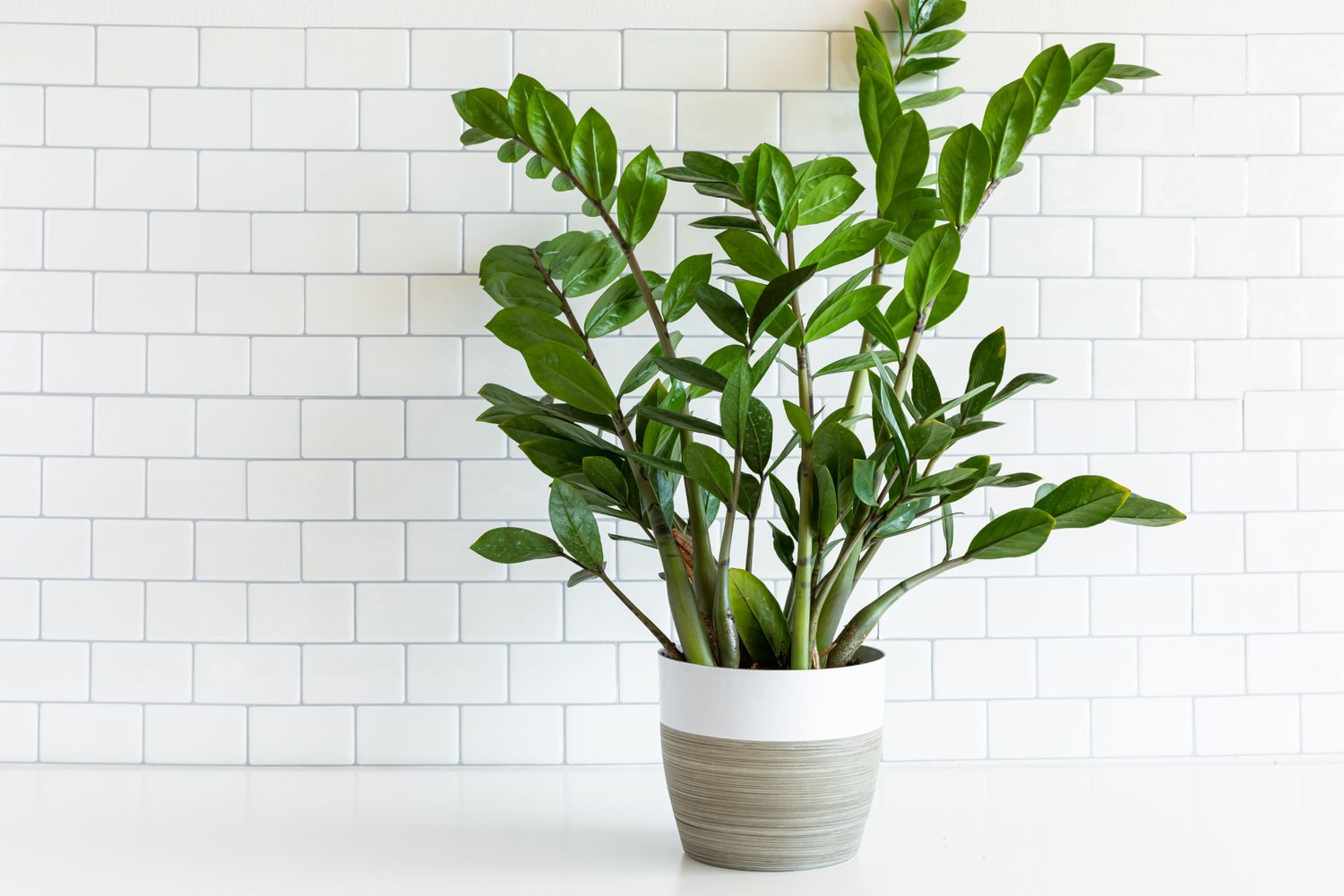 Zenzi ZZ plant with wide, oval-shaped leaves growing from white and gray pot