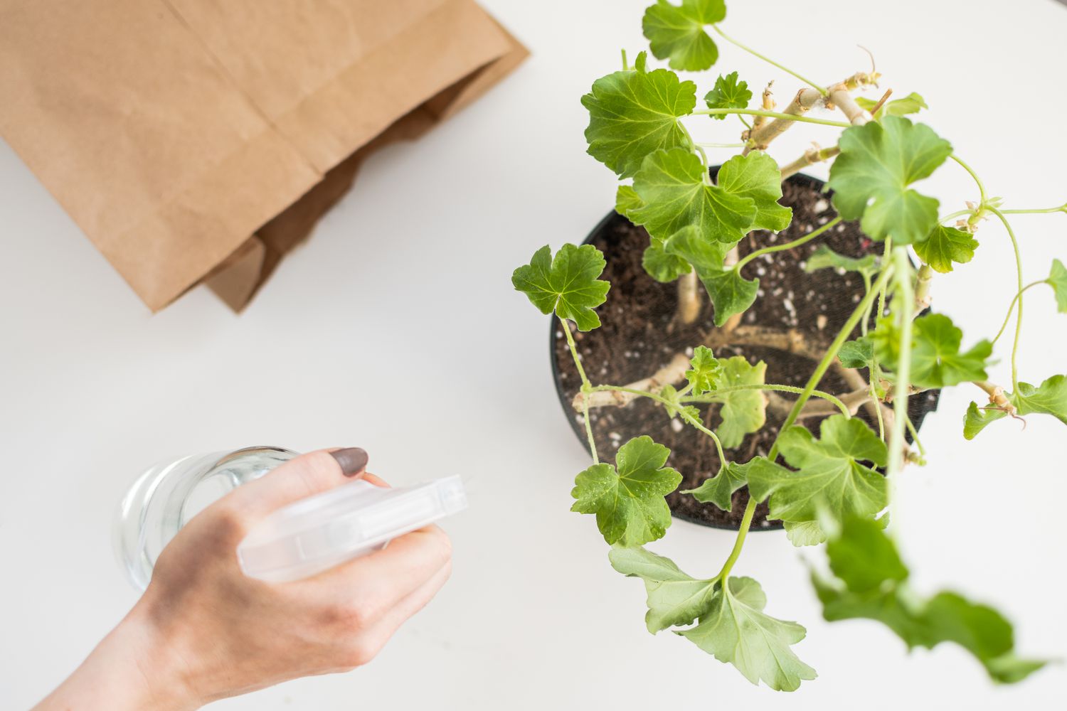 Planta de geranio siendo rociada con agua