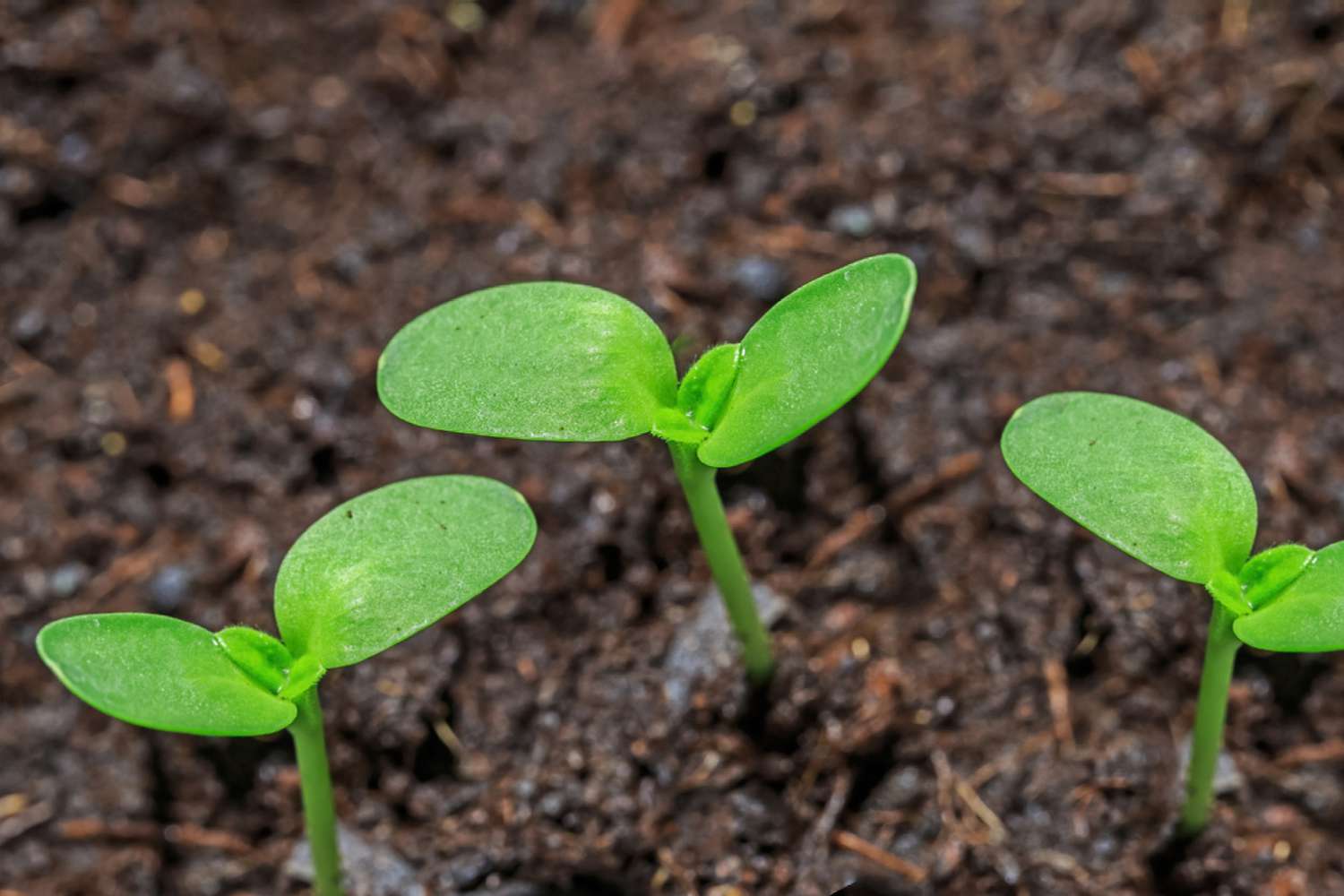 Seeds sprouting from soil