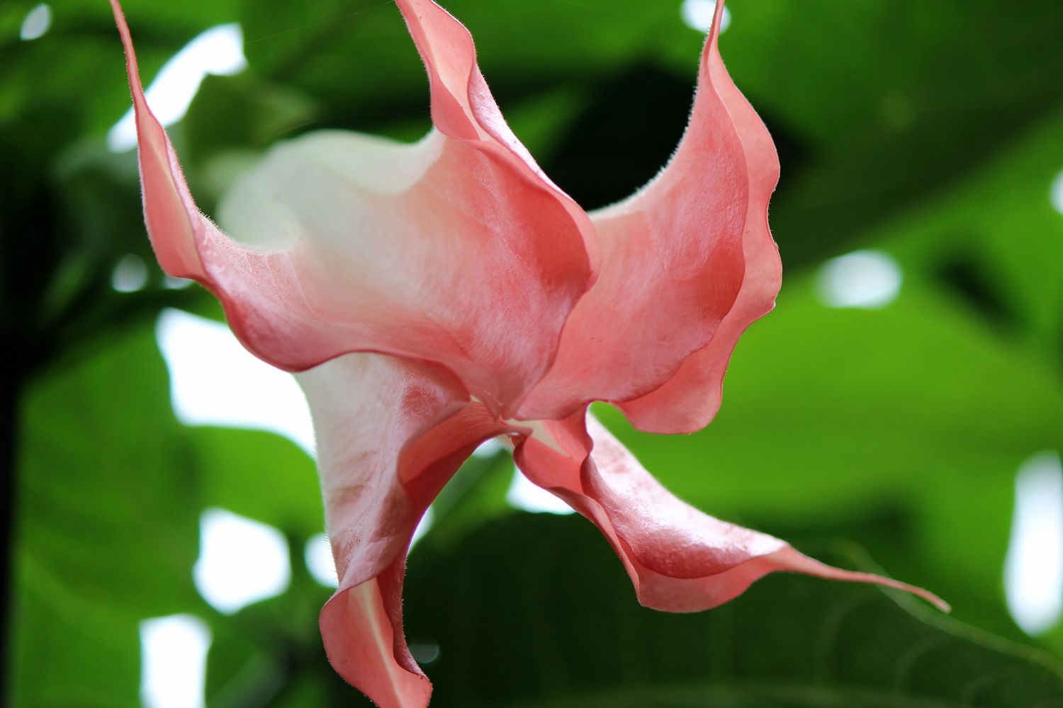 'Brugmansia vulcanicola' mit rosa und weiß gefärbten Blütenblättern in Nahaufnahme