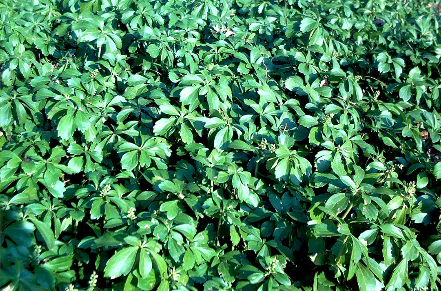 Cobertura do solo Pachysandra crescendo em massa.