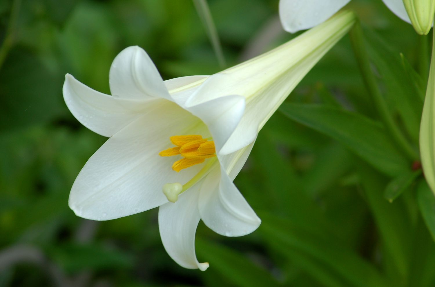 Easter lily flower