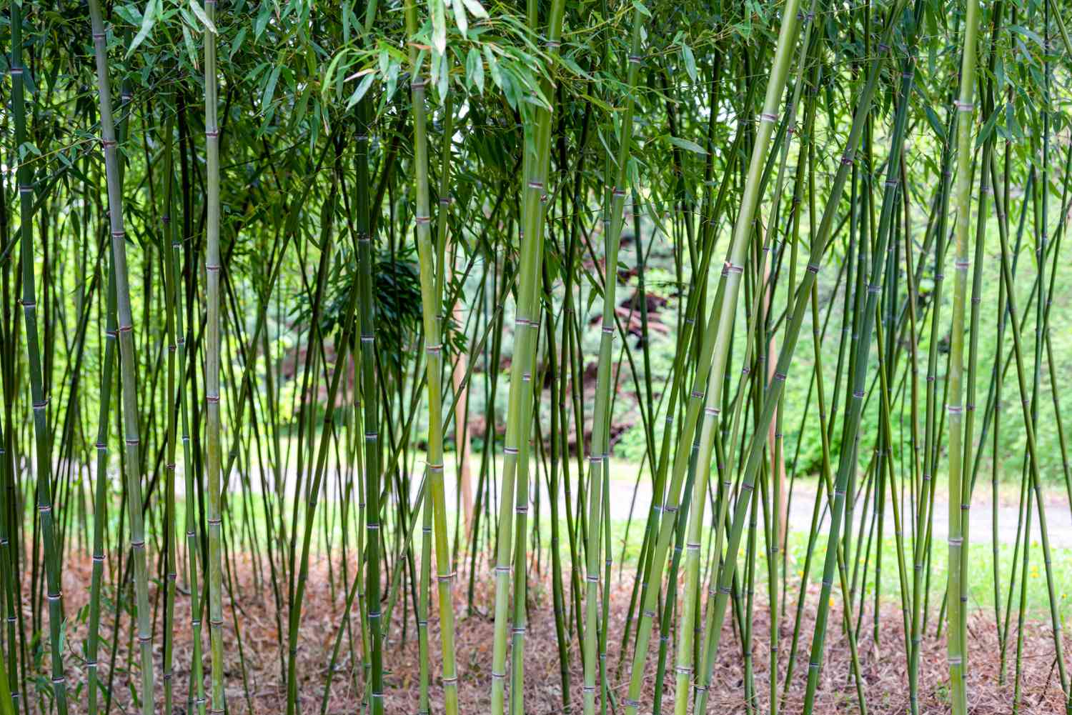 Planta de bambu com rizomas verdes altos e finos