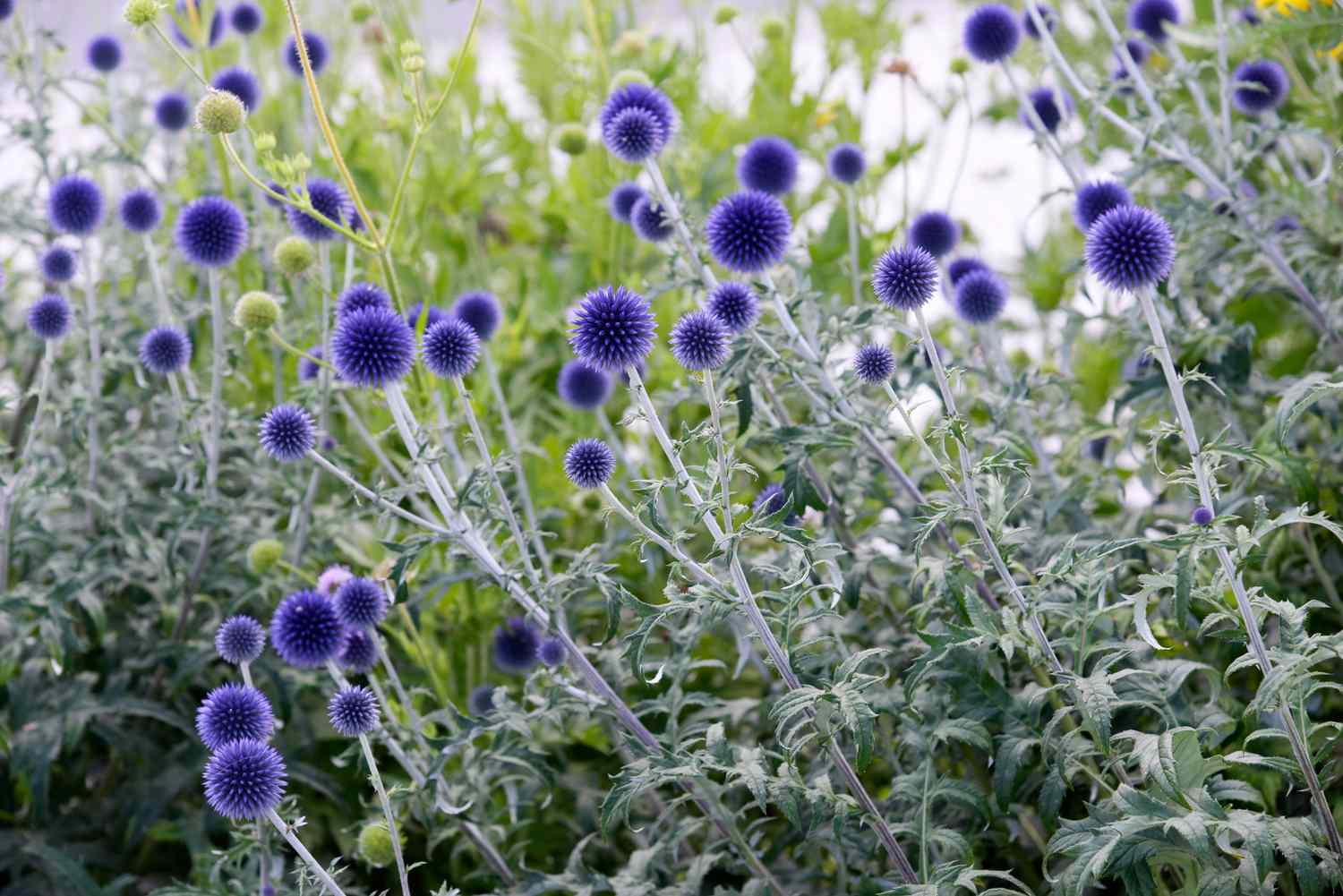 Kugeldistelpflanze mit graugrünen Stängeln mit tiefvioletten kugelförmigen Blütenköpfen
