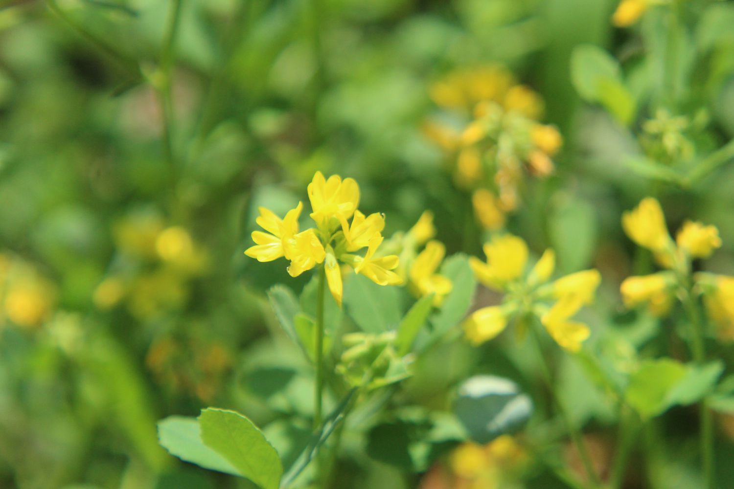 Plantas de alholva en flor