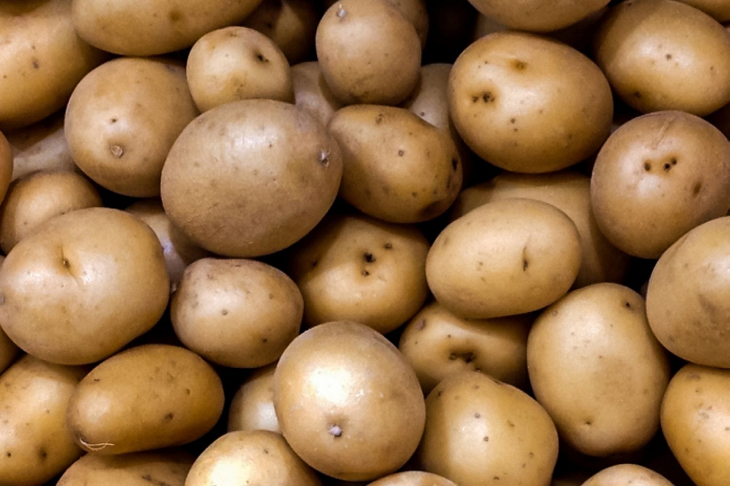 Wie und wann man Kartoffeln erntet