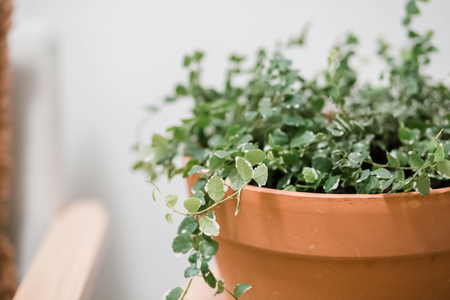 closeup of a creeping fig