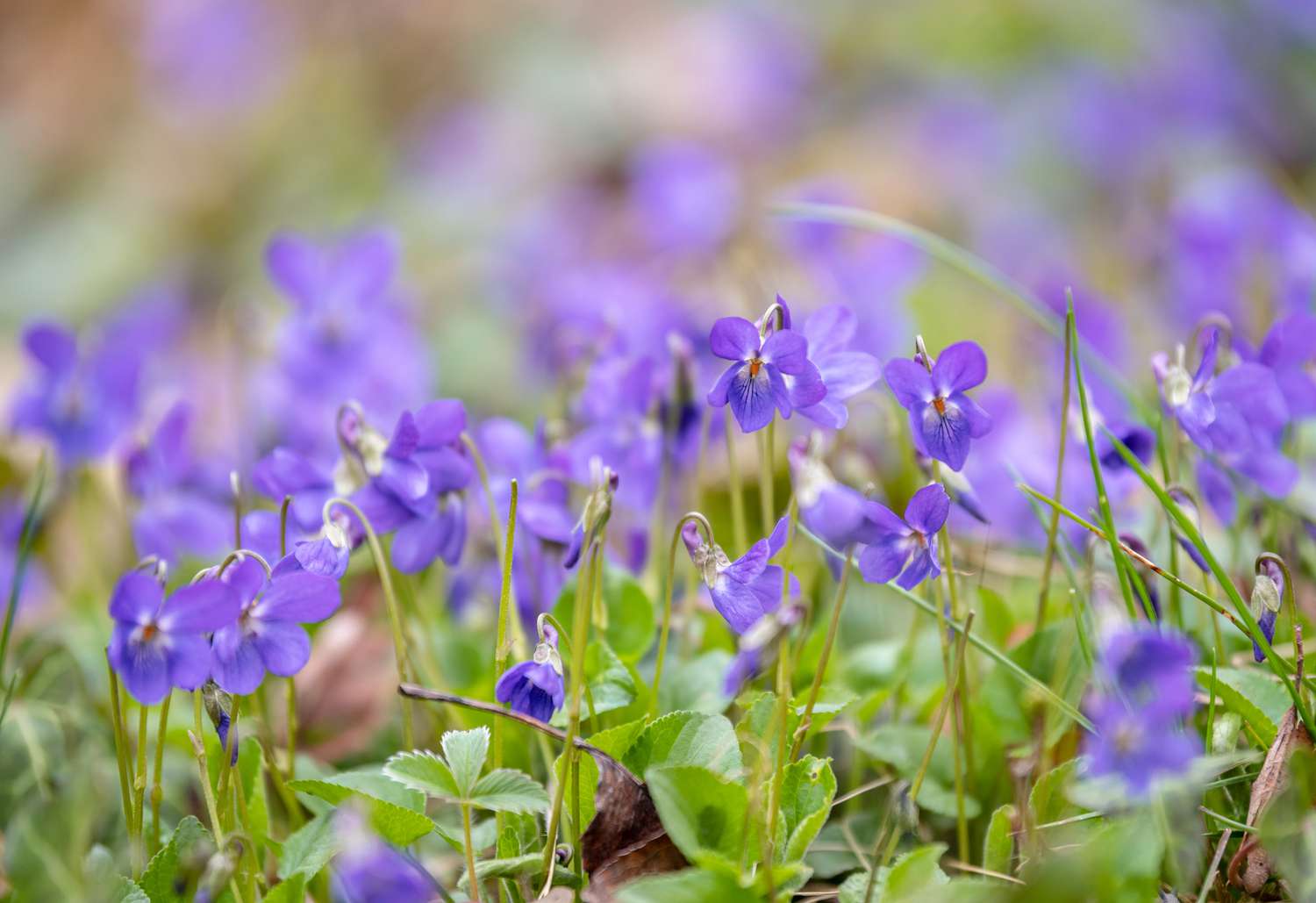 Violette Pflanze mit kleinen fünfblättrigen violetten Blüten an dünnen Stielen