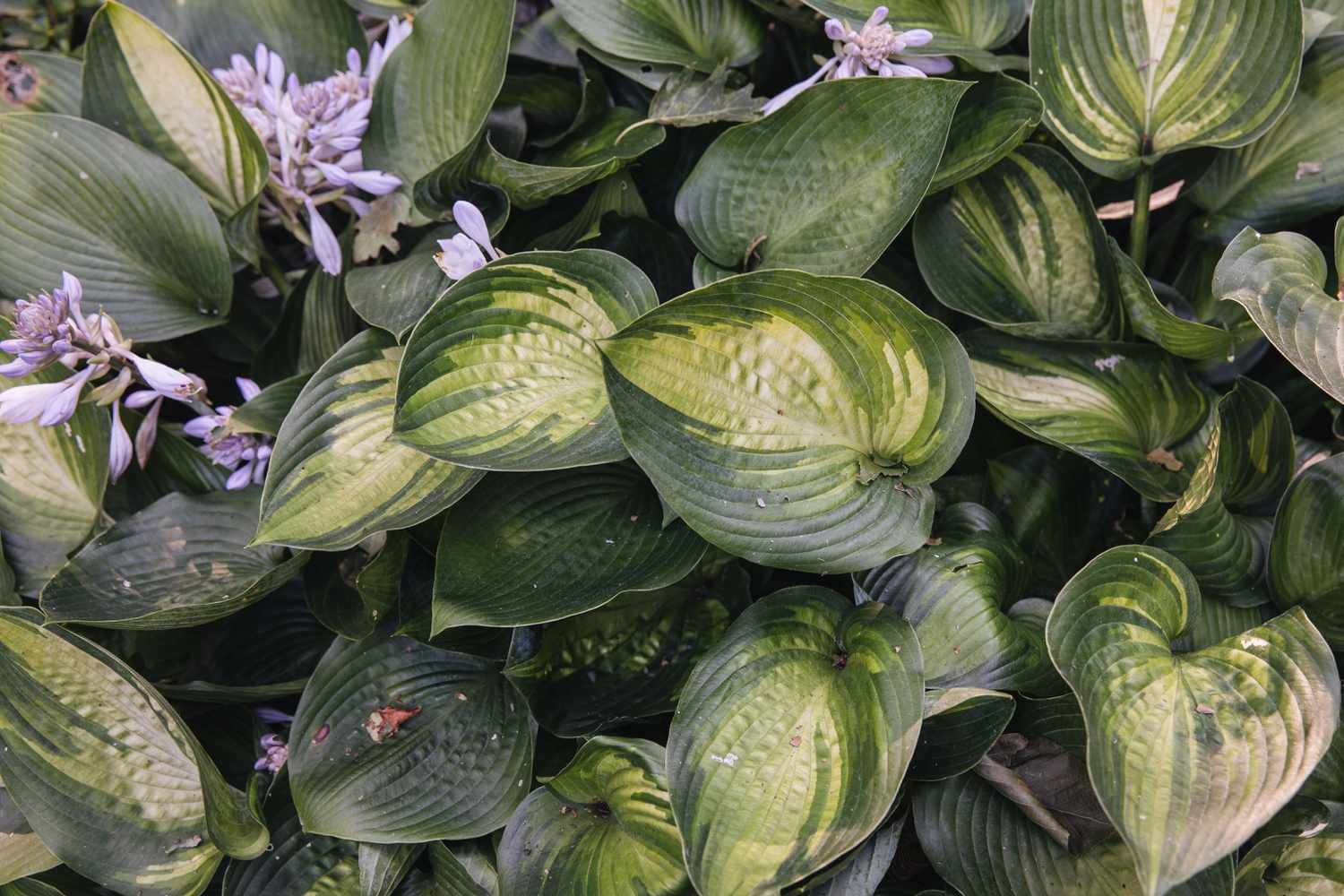 Hosta-Pflanze mit lindgrünen, panaschierten Blättern, die übereinander angeordnet sind 