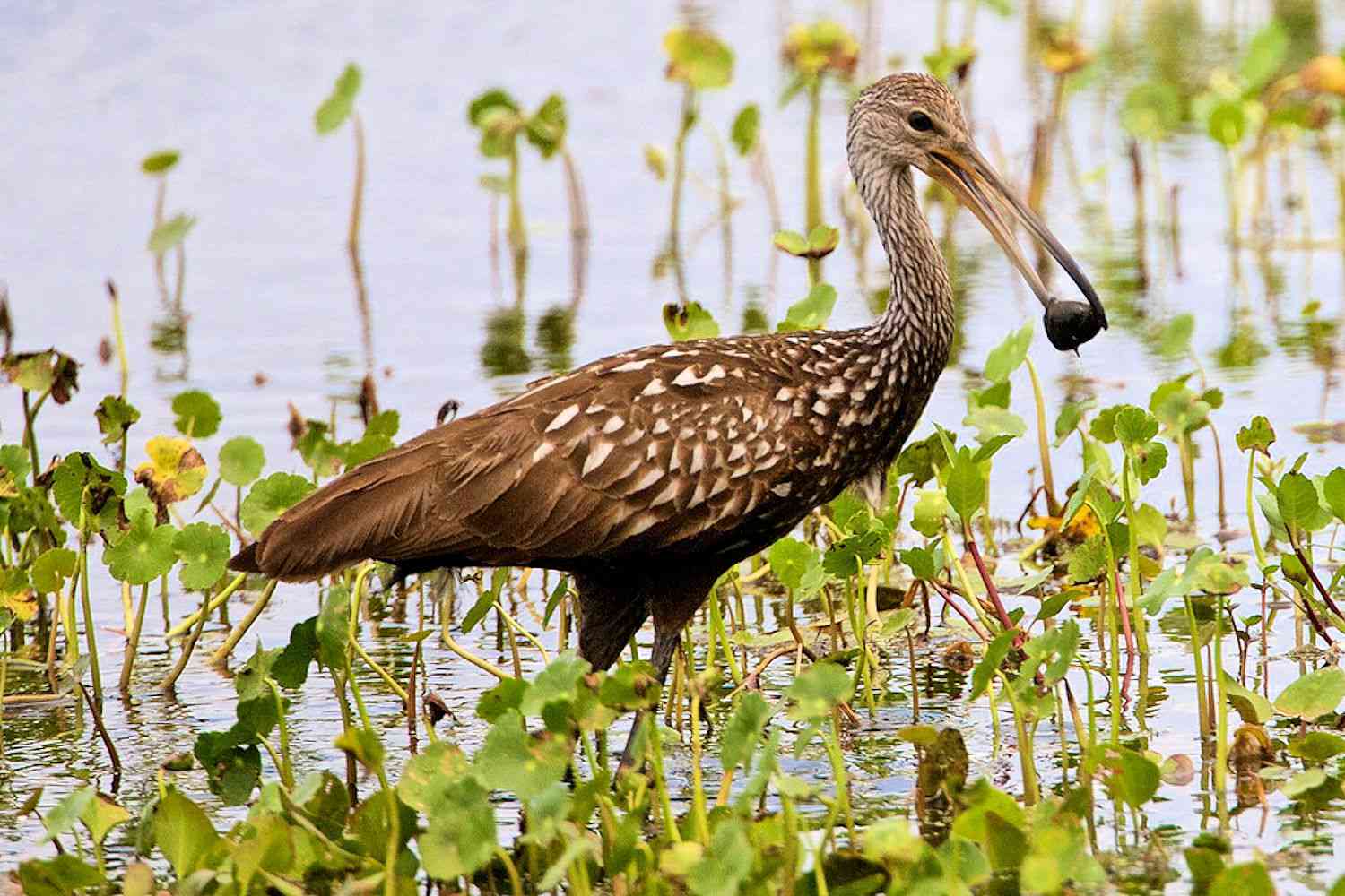 Limpkin