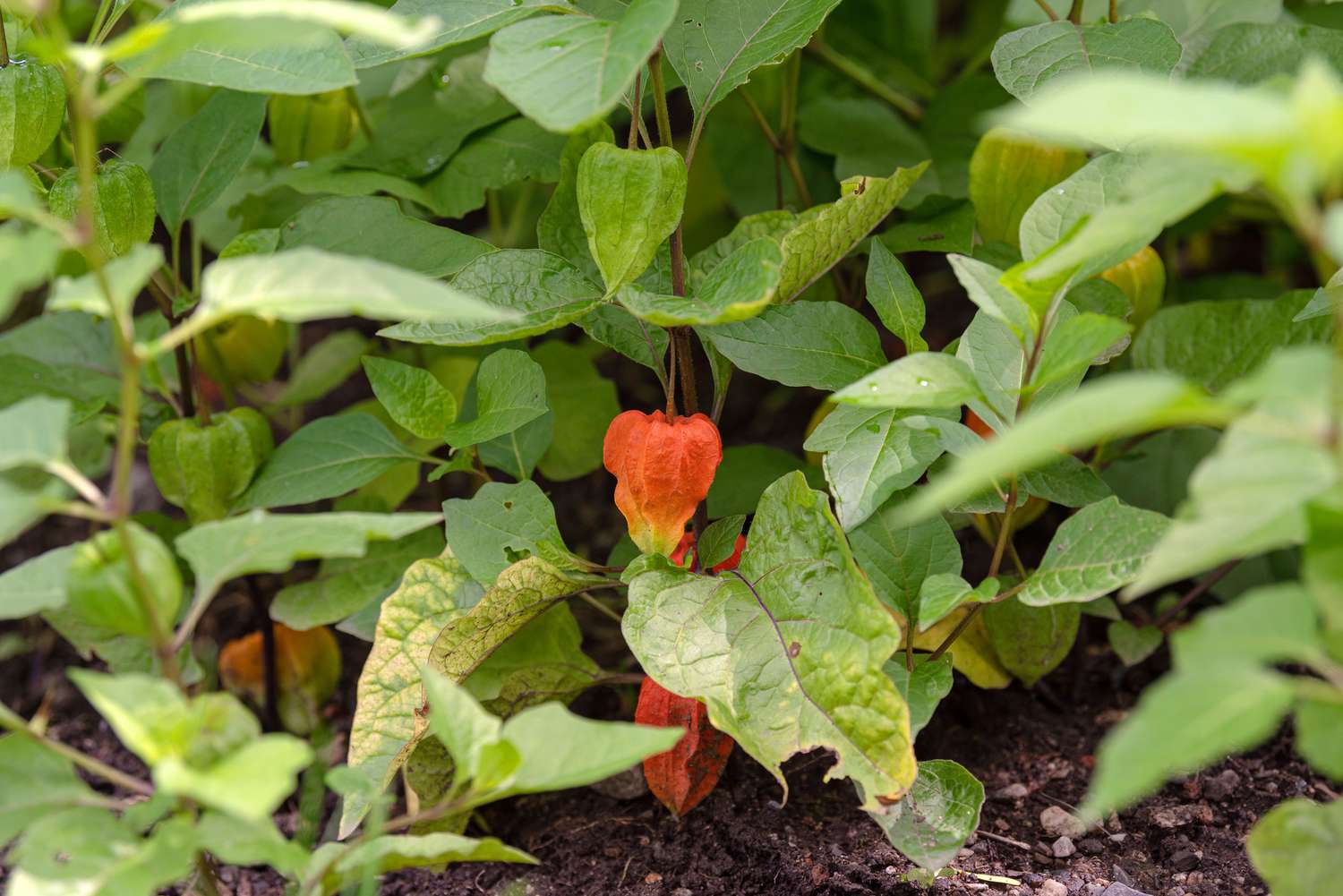 Chinesische Lampionpflanze mit orangefarbenen, papierartigen Samenkapseln, die an langen mittelgrünen Blättern hängen