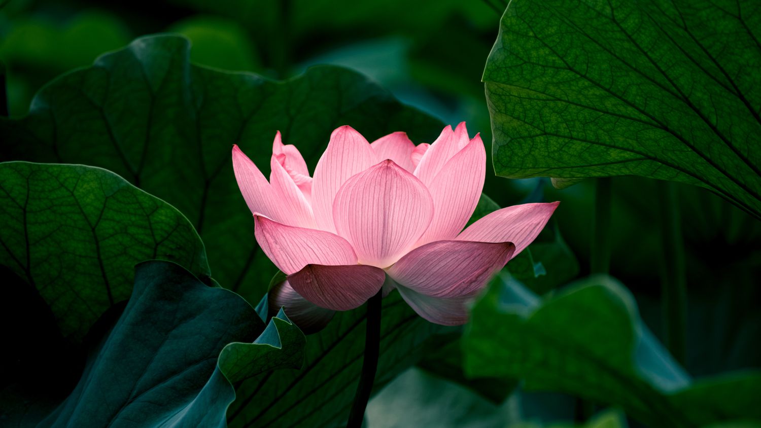 una sola flor de loto rosa rodeada de hojas verde oscuro 