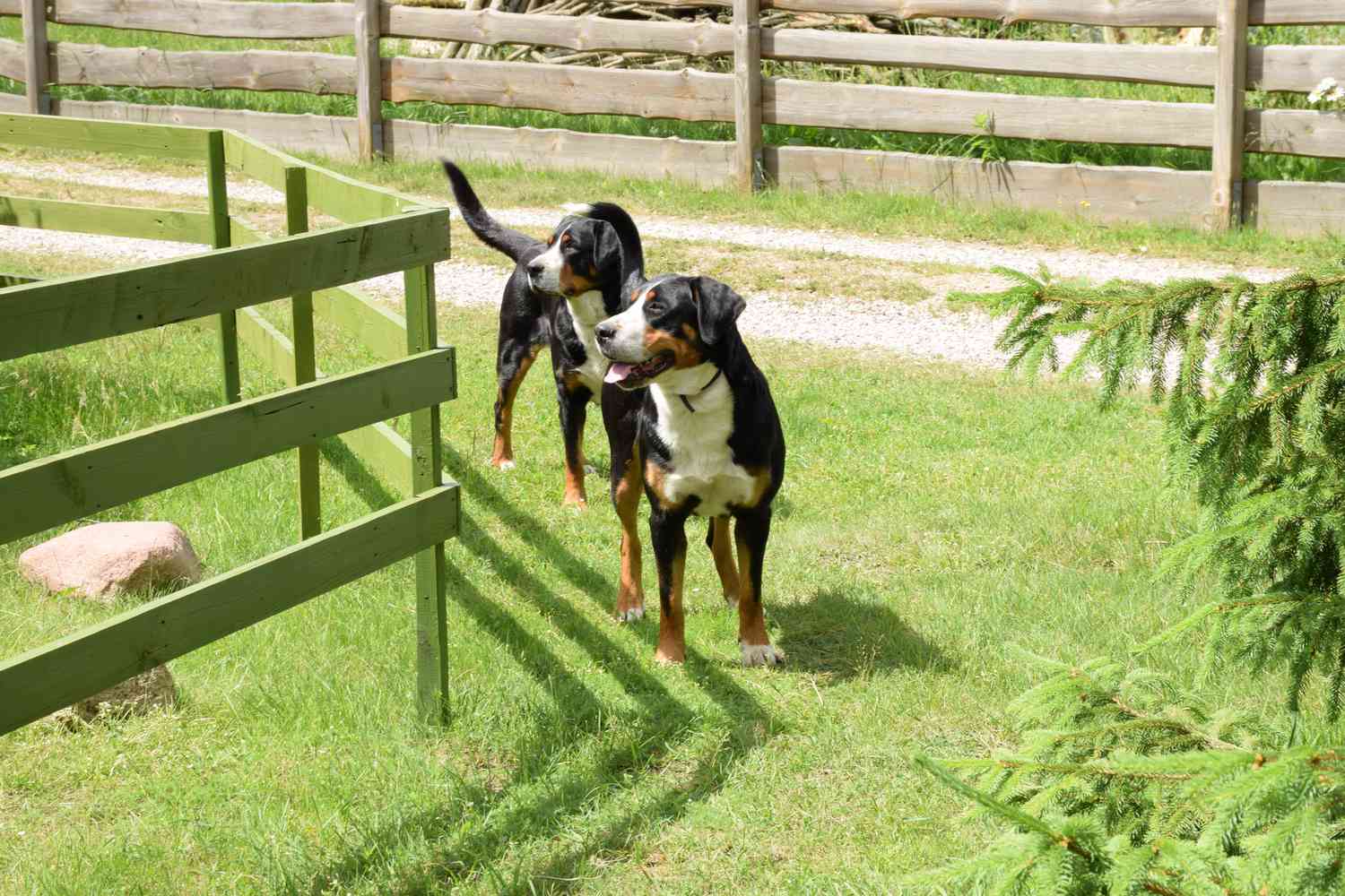 Hunde im Feld