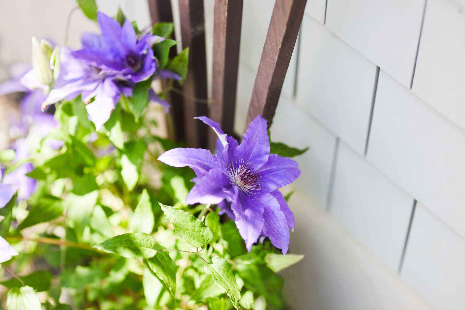 Clematis vine with light purple flowers climbing wooden trellis along white wall