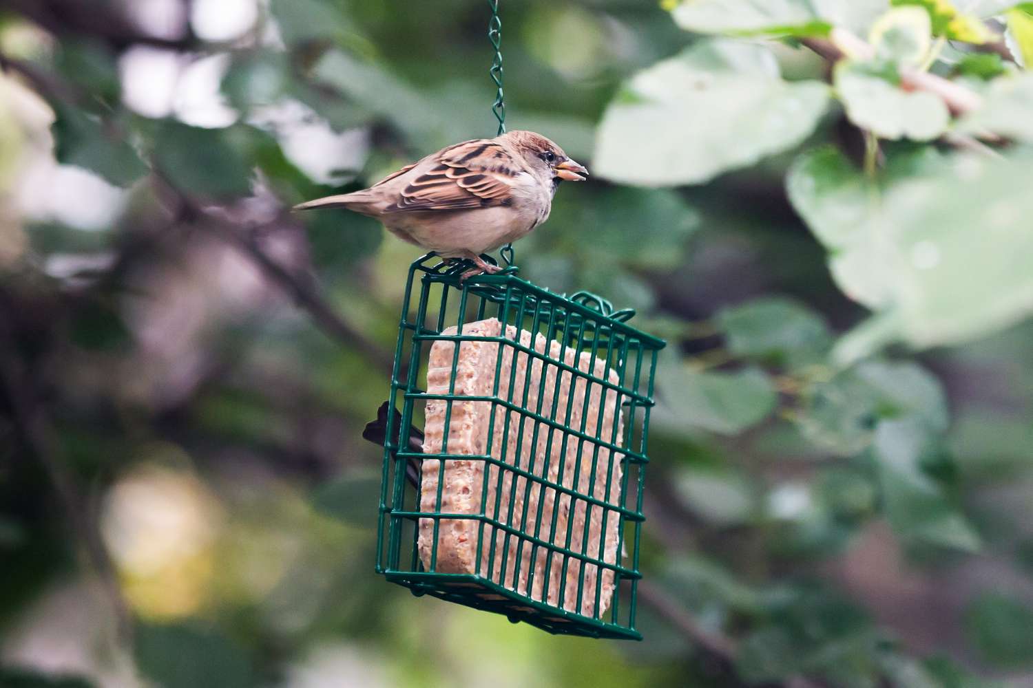 weiblicher Haussperling