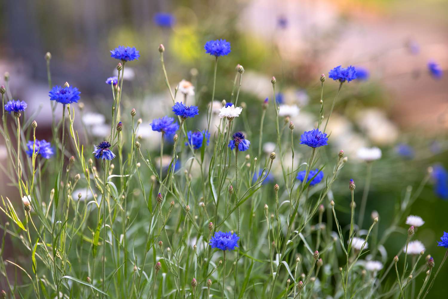 Botones de soltero arbusto de flores silvestres con pequeñas flores de color azul intenso y capullos