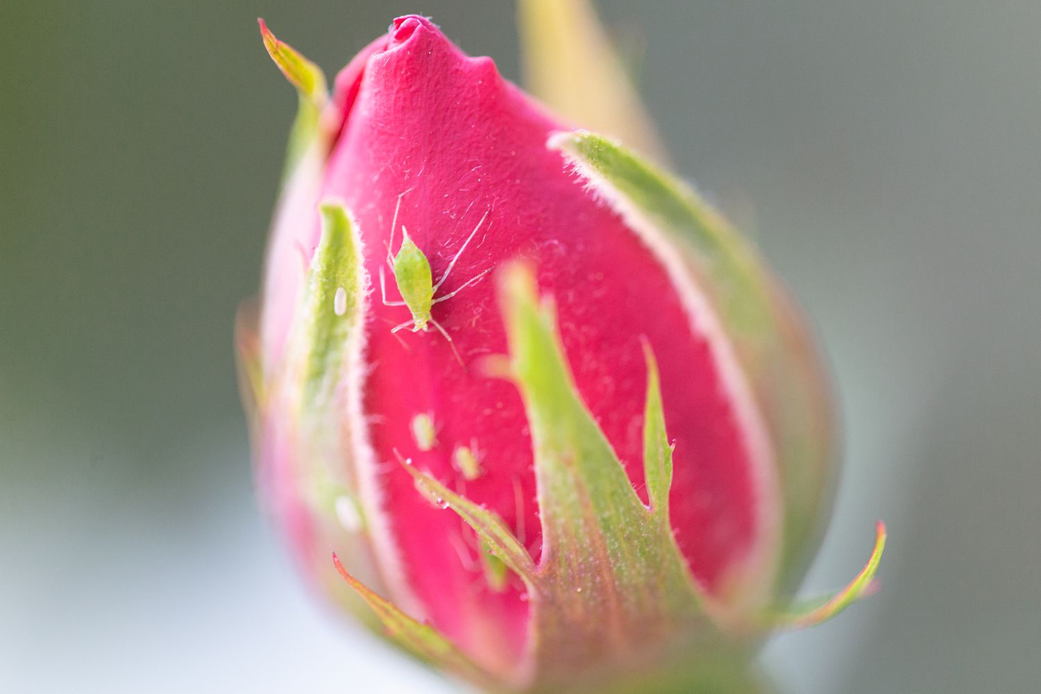 Puceron et larves sur un bouton de rose