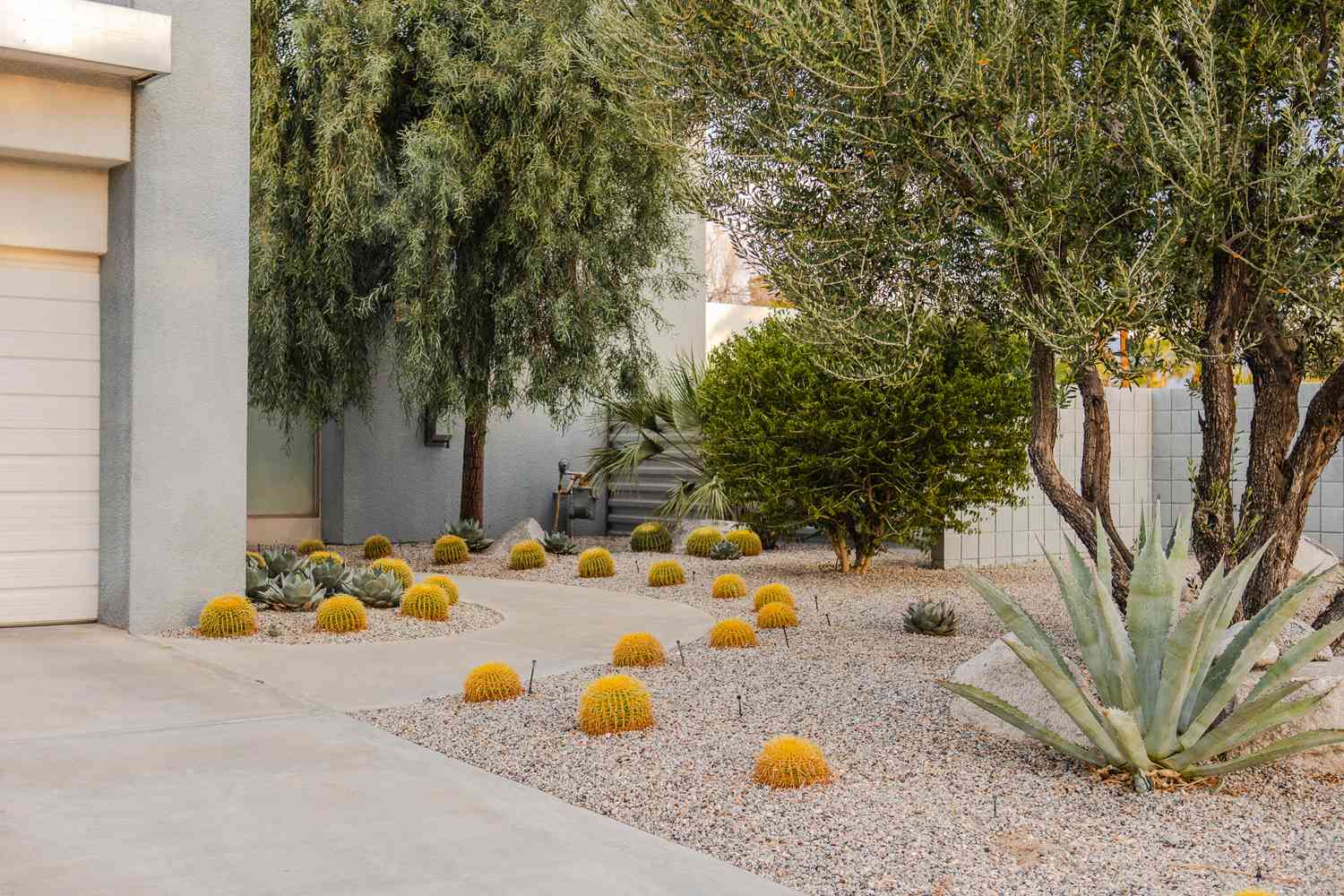 Paisagismo tolerante à seca coberto com cascalho de ervilha, pequenos cactos amarelos e uma grande planta de aloe