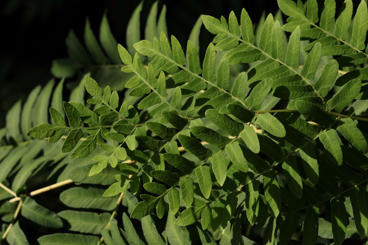 Royal fern close up of the foliage