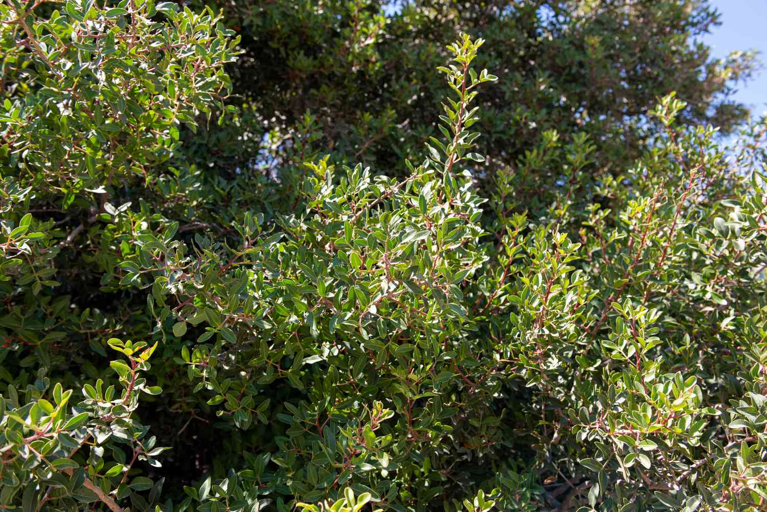 Mastixbaumzweige mit kleinen und dichten Blättern