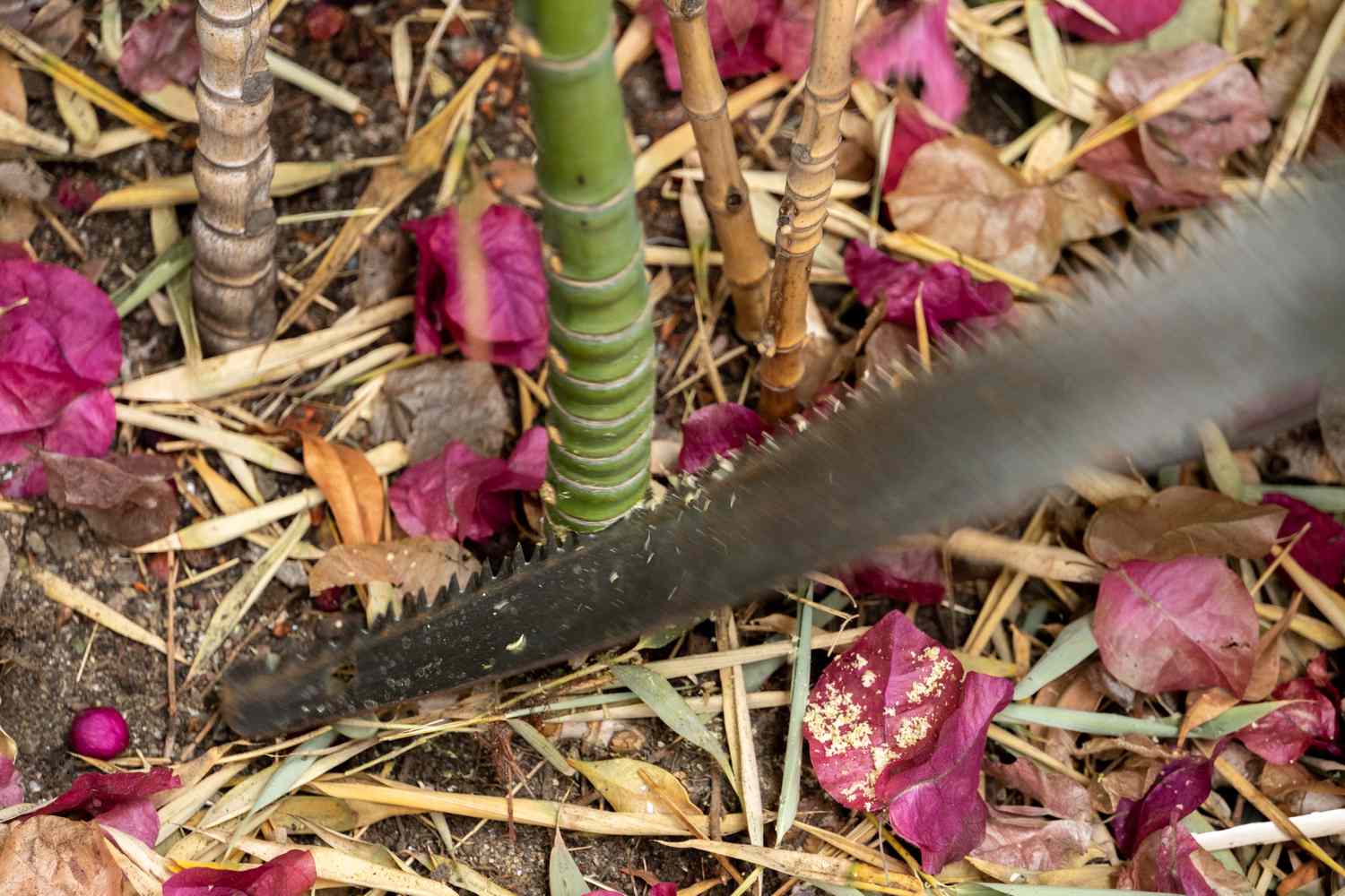 Bamboo cut at ground level with handsaw