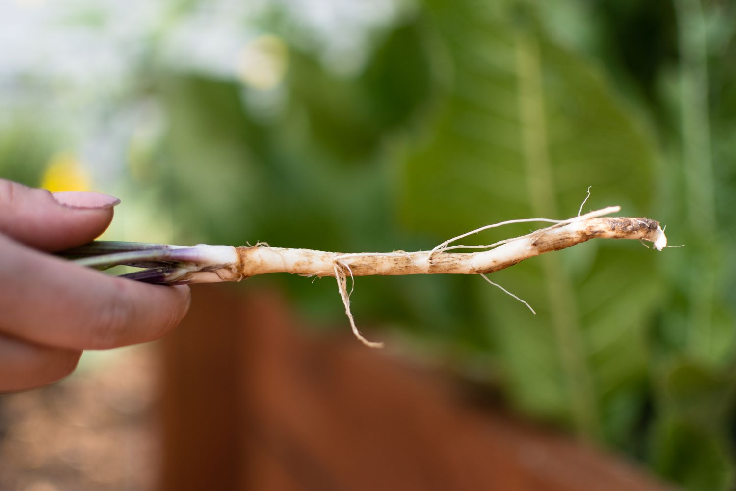 Primer plano de la raíz de la planta de rábano picante en la mano