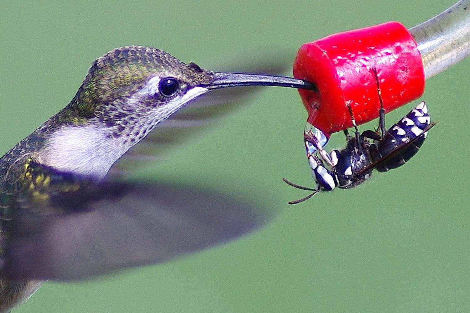 Kolibri und Biene